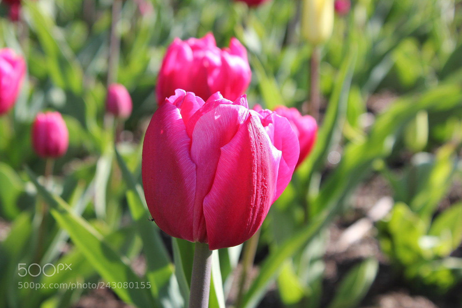 Canon EF-S 18-55mm F3.5-5.6 IS sample photo. Tulips rosetta mcclain gardens photography
