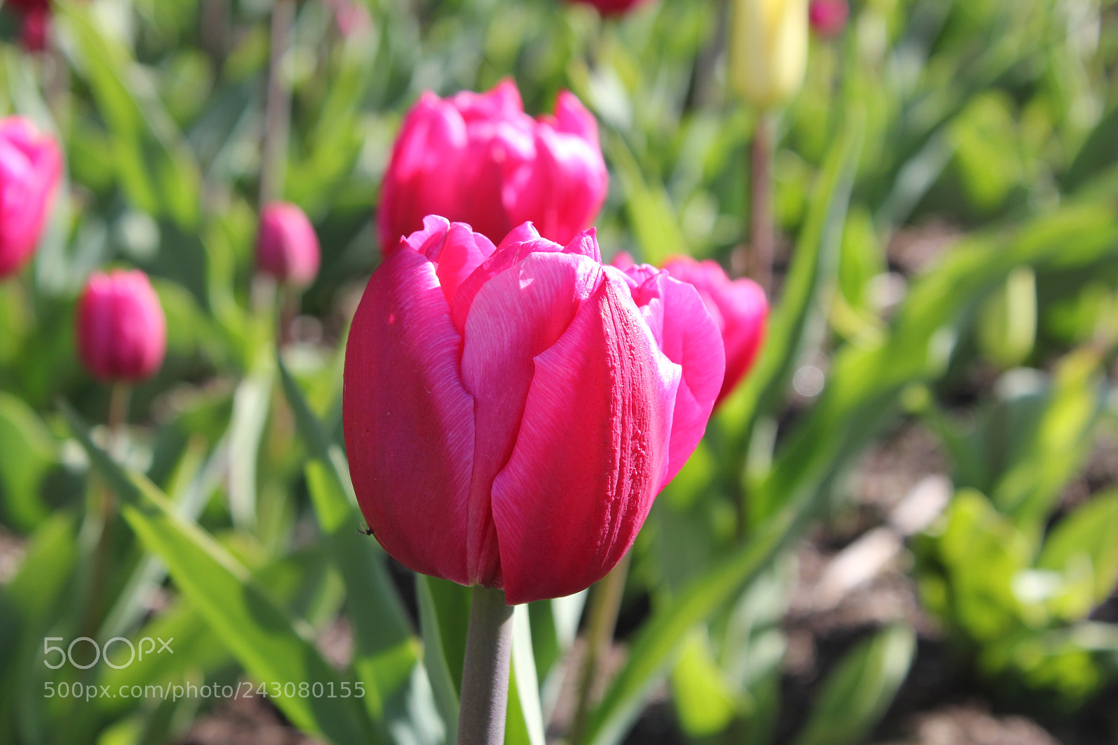 Canon EOS 550D (EOS Rebel T2i / EOS Kiss X4) sample photo. Tulips rosetta mcclain gardens photography