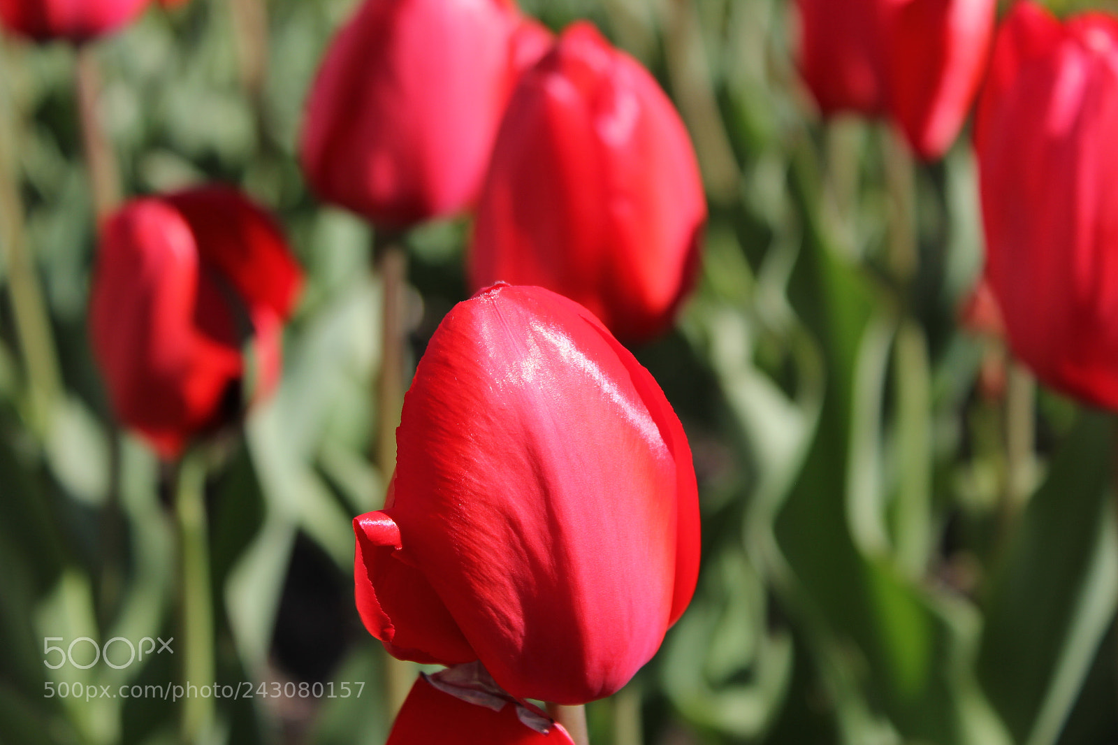 Canon EF-S 18-55mm F3.5-5.6 IS sample photo. Tulips rosetta mcclain gardens photography