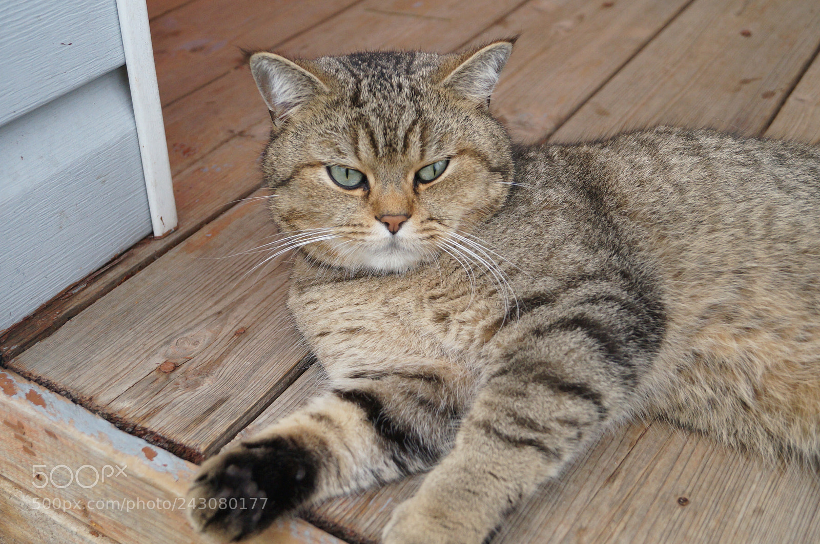 Sony SLT-A57 sample photo. Untitled photography