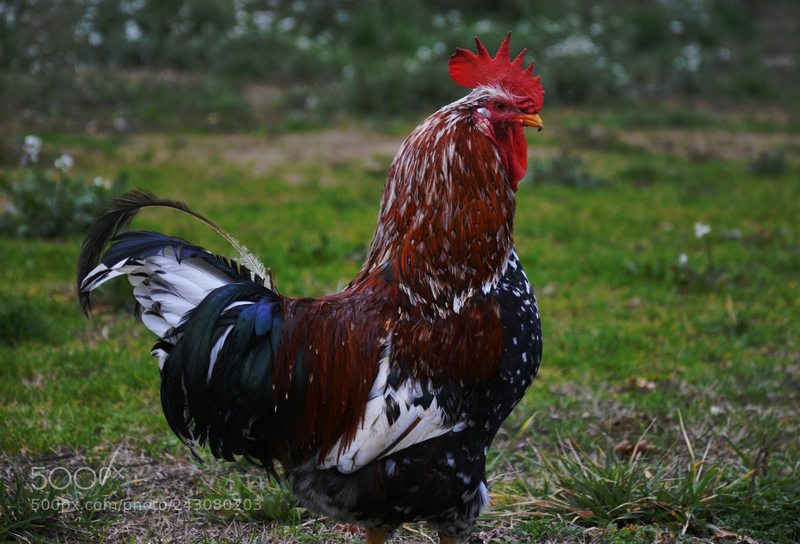 Nikon D3200 sample photo. Cock's colors photography