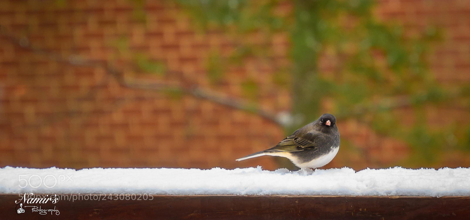 Nikon D500 sample photo. Hungry bird photography