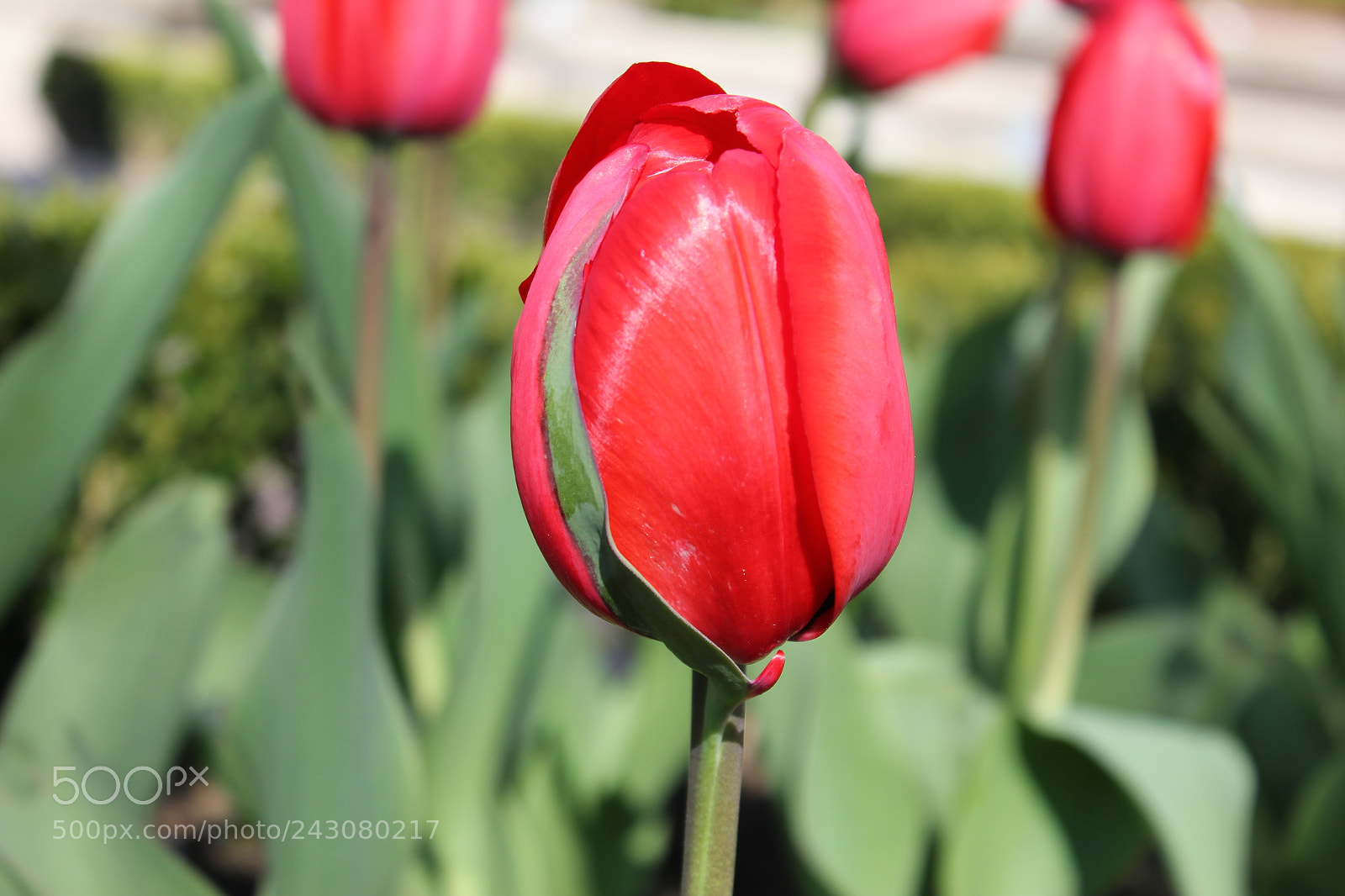 Canon EF-S 18-55mm F3.5-5.6 IS sample photo. Tulips rosetta mcclain gardens photography