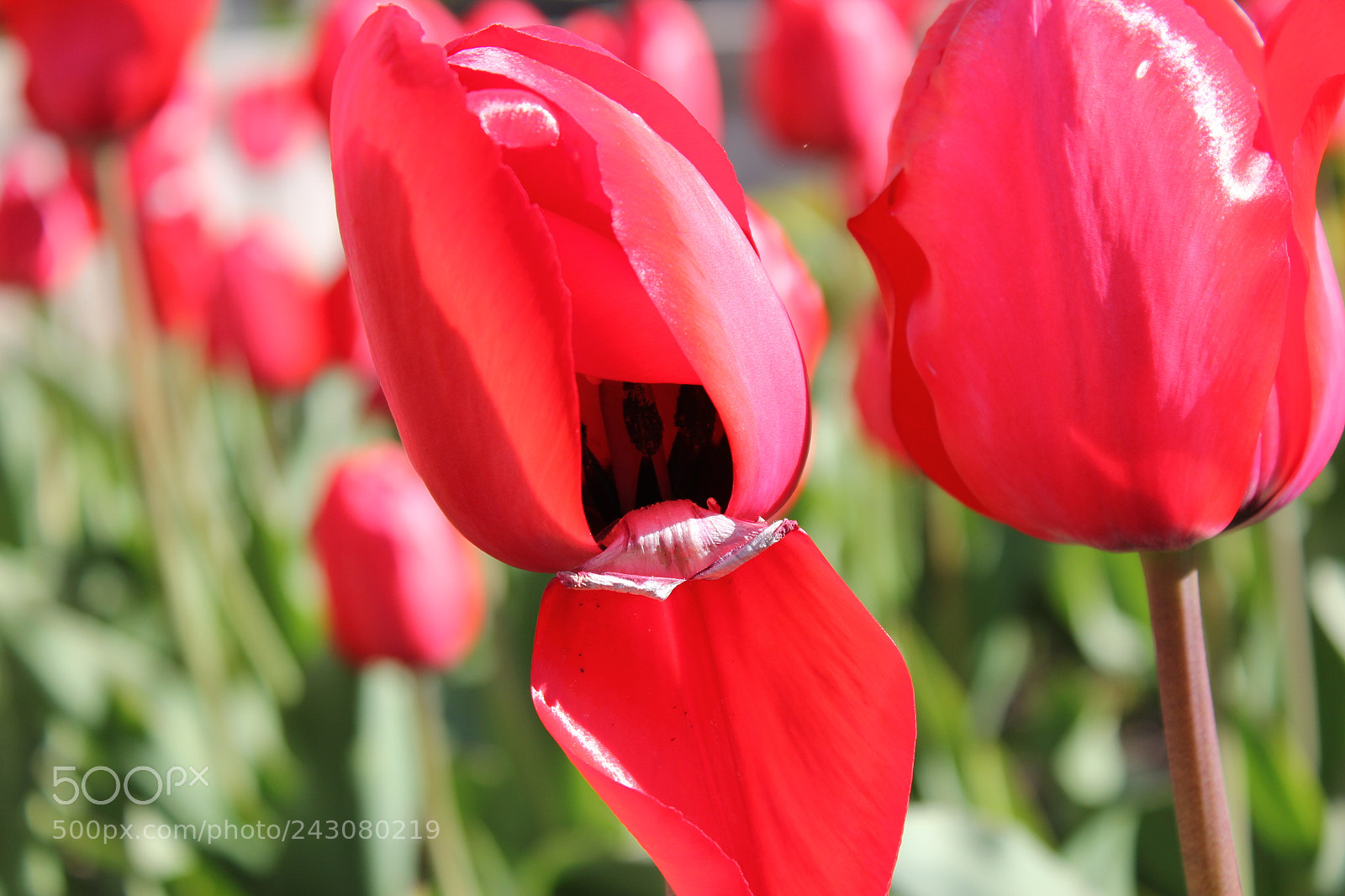 Canon EF-S 18-55mm F3.5-5.6 IS sample photo. Tulips rosetta mcclain gardens photography