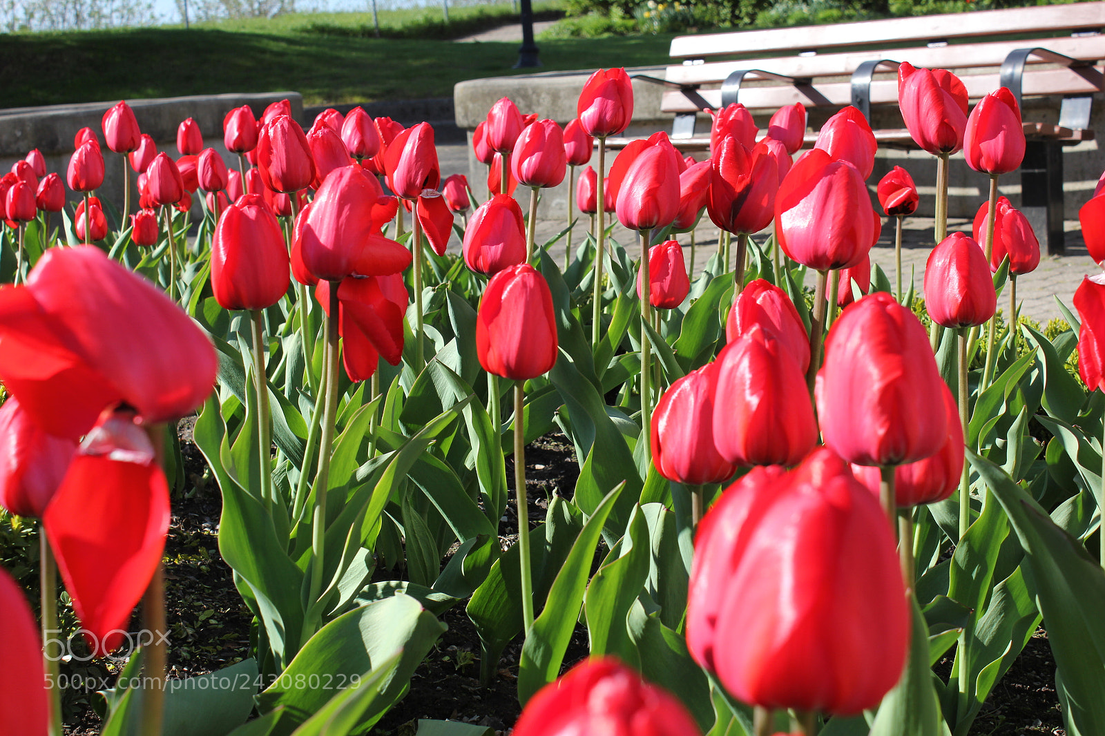 Canon EF-S 18-55mm F3.5-5.6 IS sample photo. Tulips rosetta mcclain gardens photography
