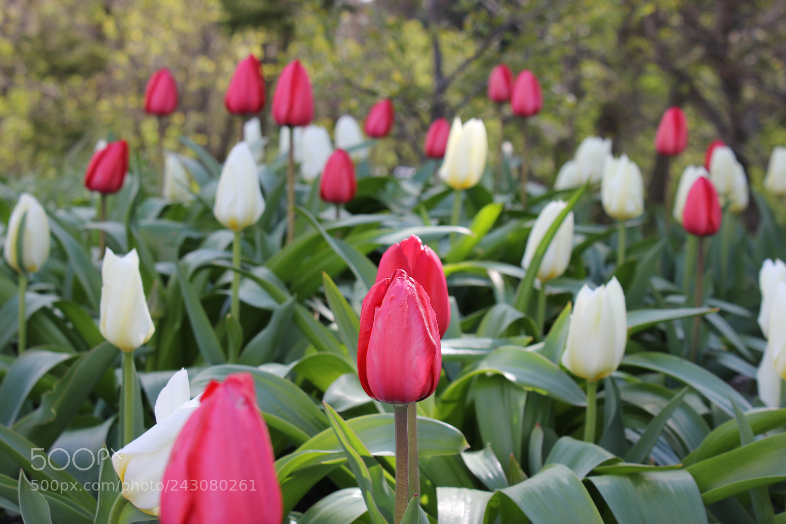 Canon EF-S 18-55mm F3.5-5.6 IS sample photo. Tulips rosetta mcclain gardens photography
