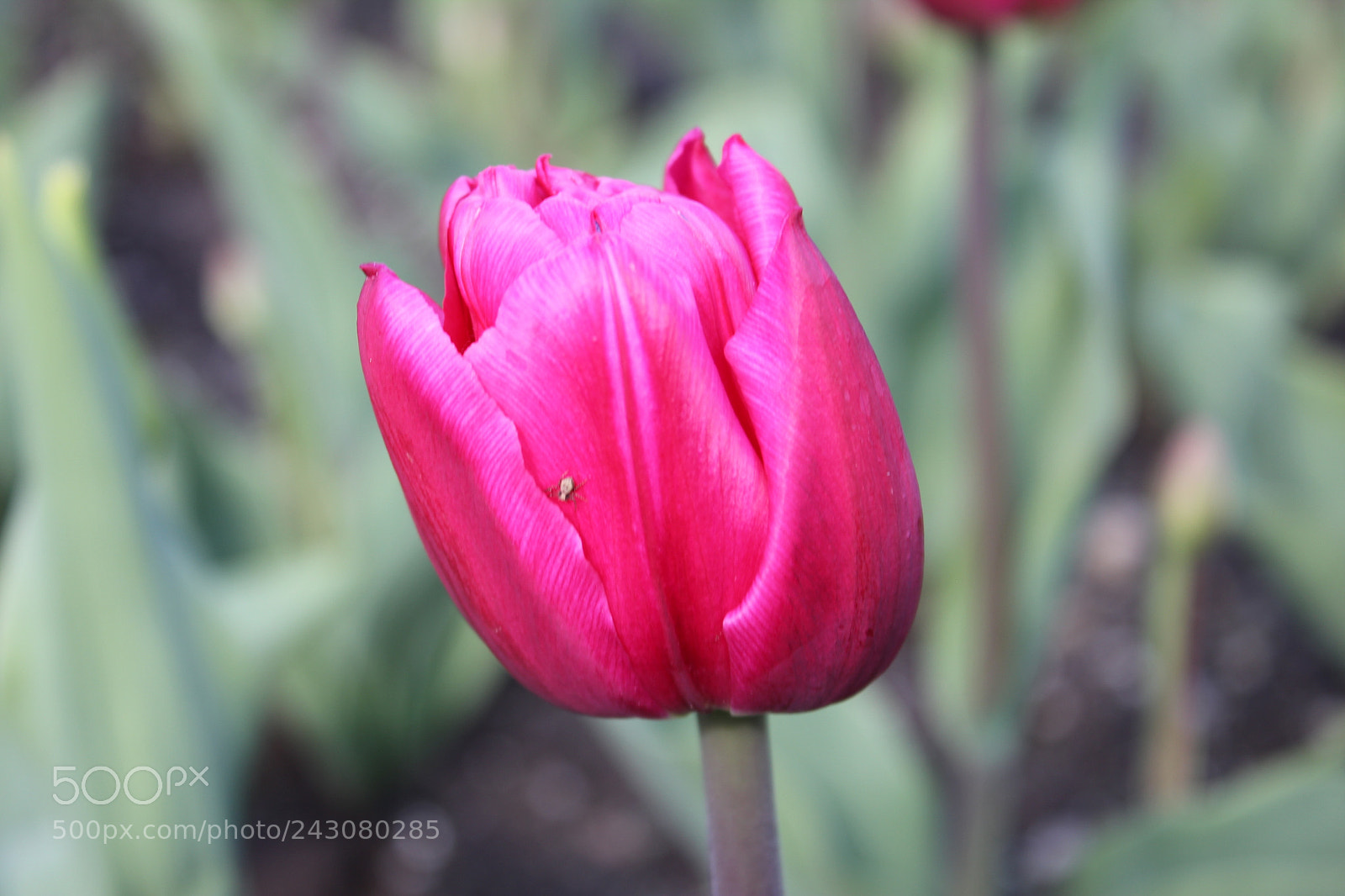 Canon EF-S 18-55mm F3.5-5.6 IS sample photo. Tulips rosetta mcclain gardens photography