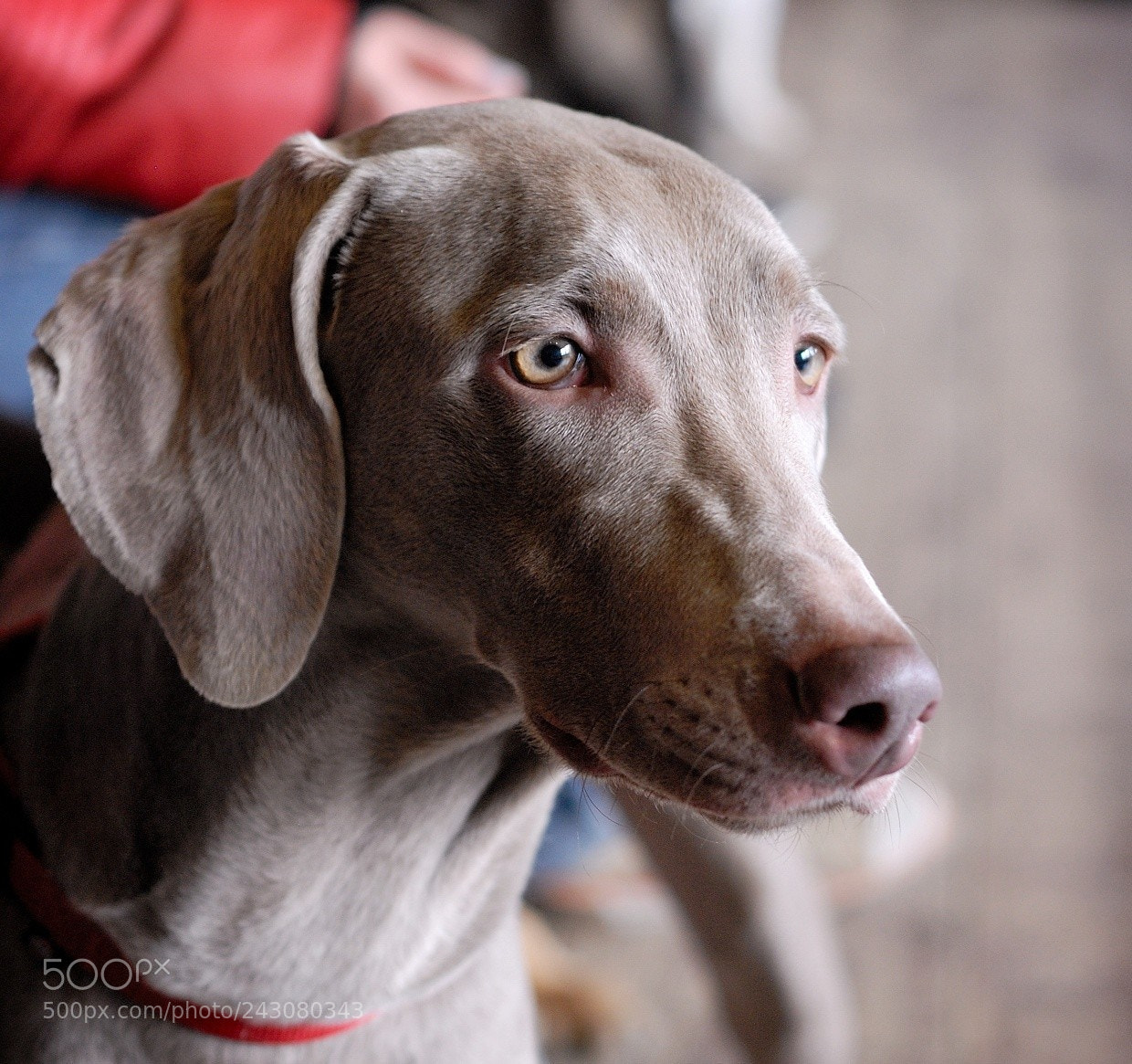 Nikon D7200 sample photo. Dog, pet of all photography