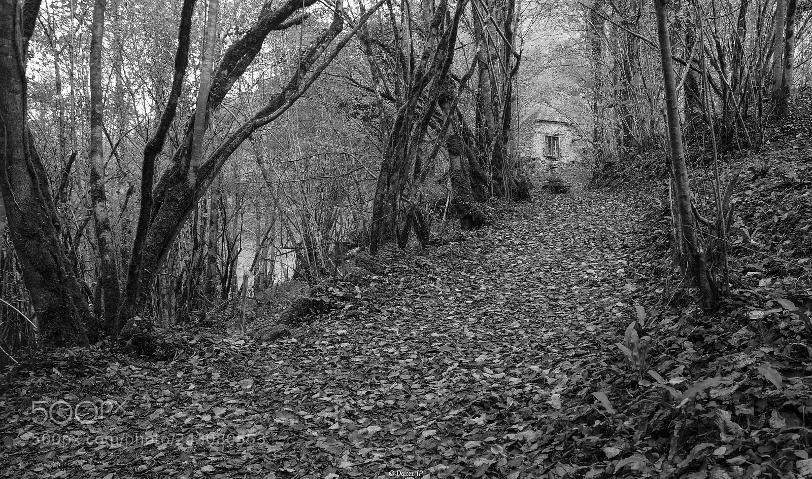 Sony SLT-A57 sample photo. The path photography