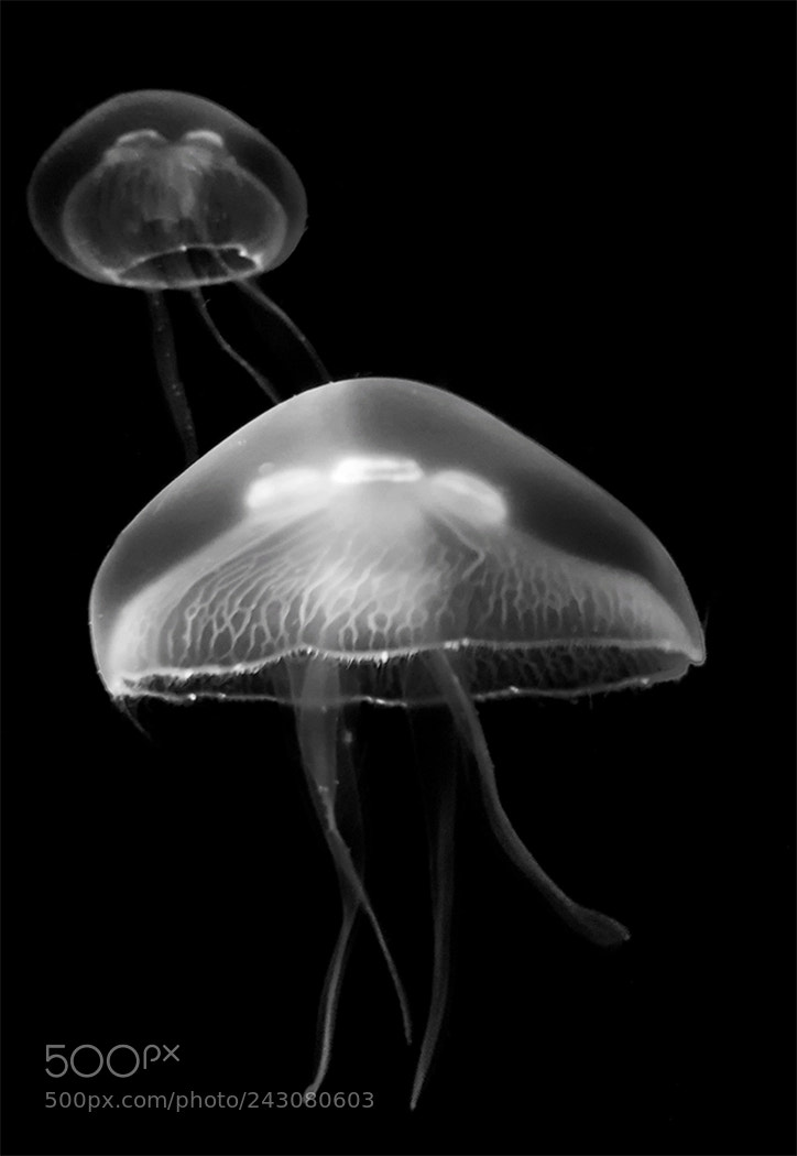 Samsung Galaxy S8 sample photo. Jellyfish photography