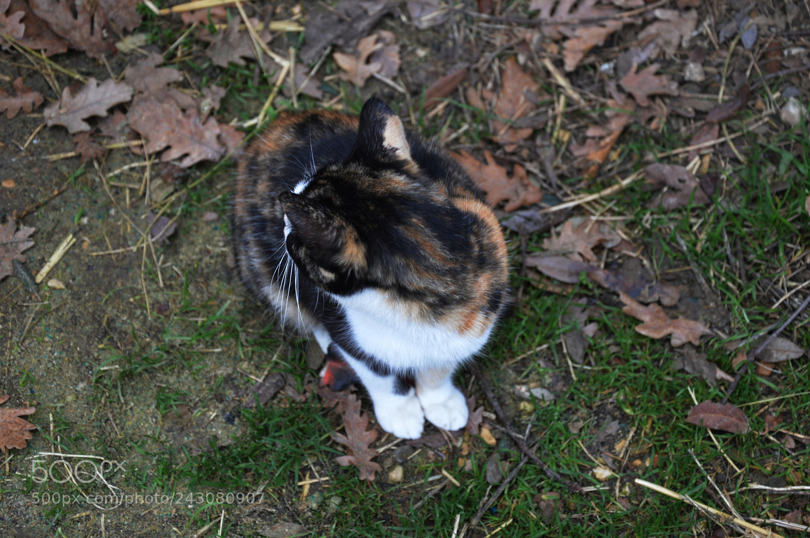 Nikon D3200 sample photo. Autumn colors photography