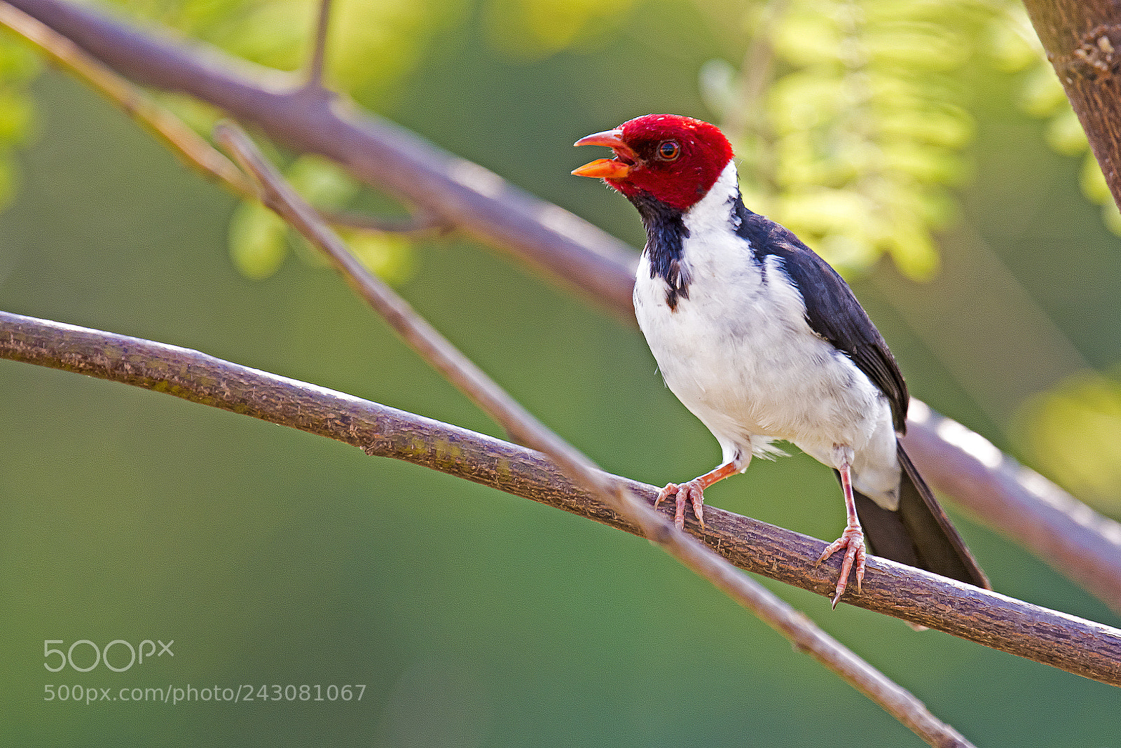 Nikon D810 sample photo. Yellow-billed cardinal photography