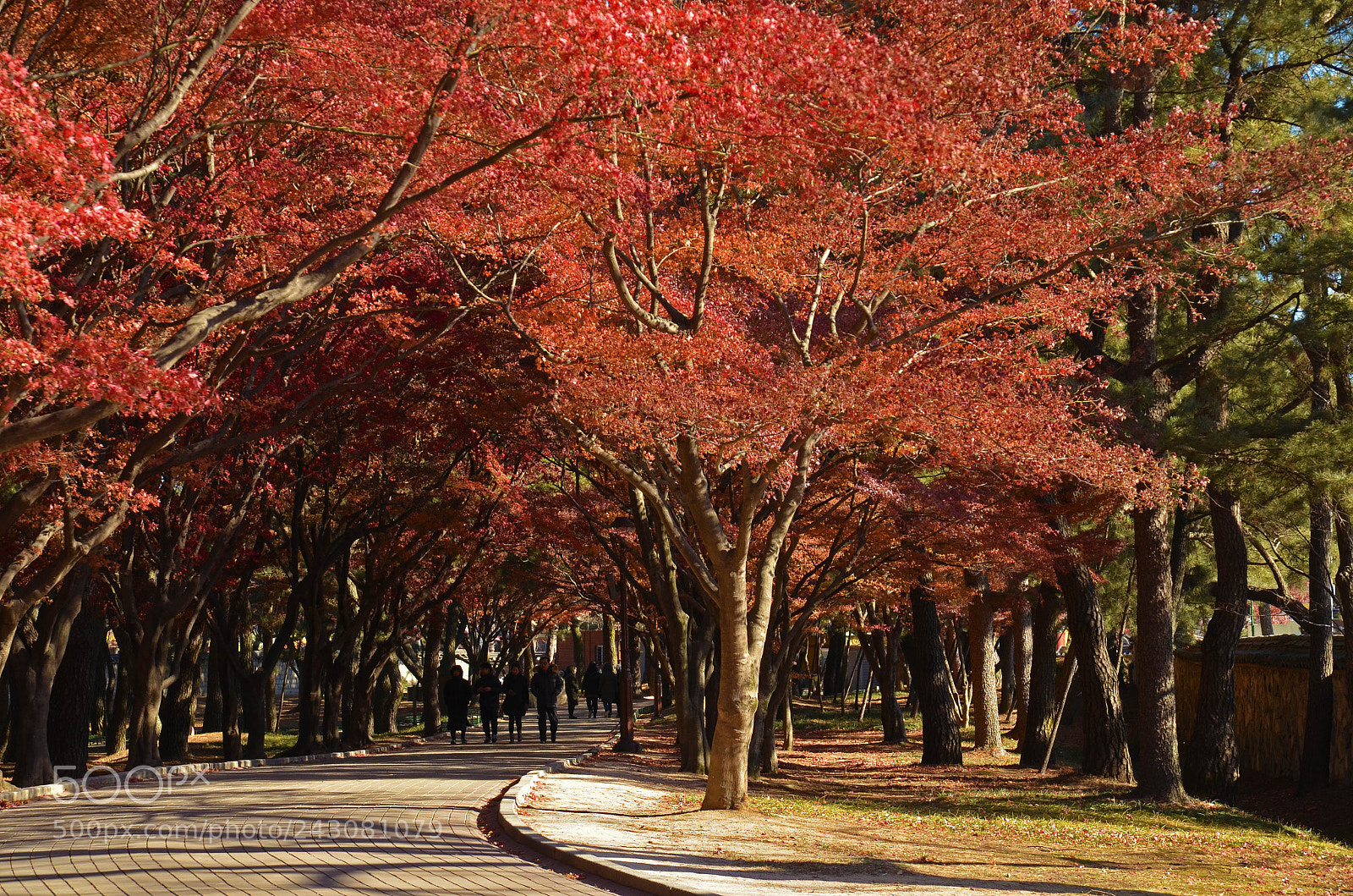Nikon D5100 sample photo. Between autumn and winter photography