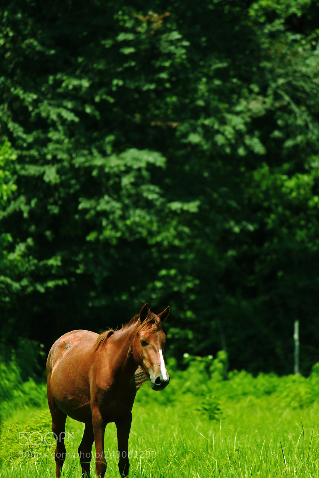 Canon EOS 500D (EOS Rebel T1i / EOS Kiss X3) sample photo. Noble photography