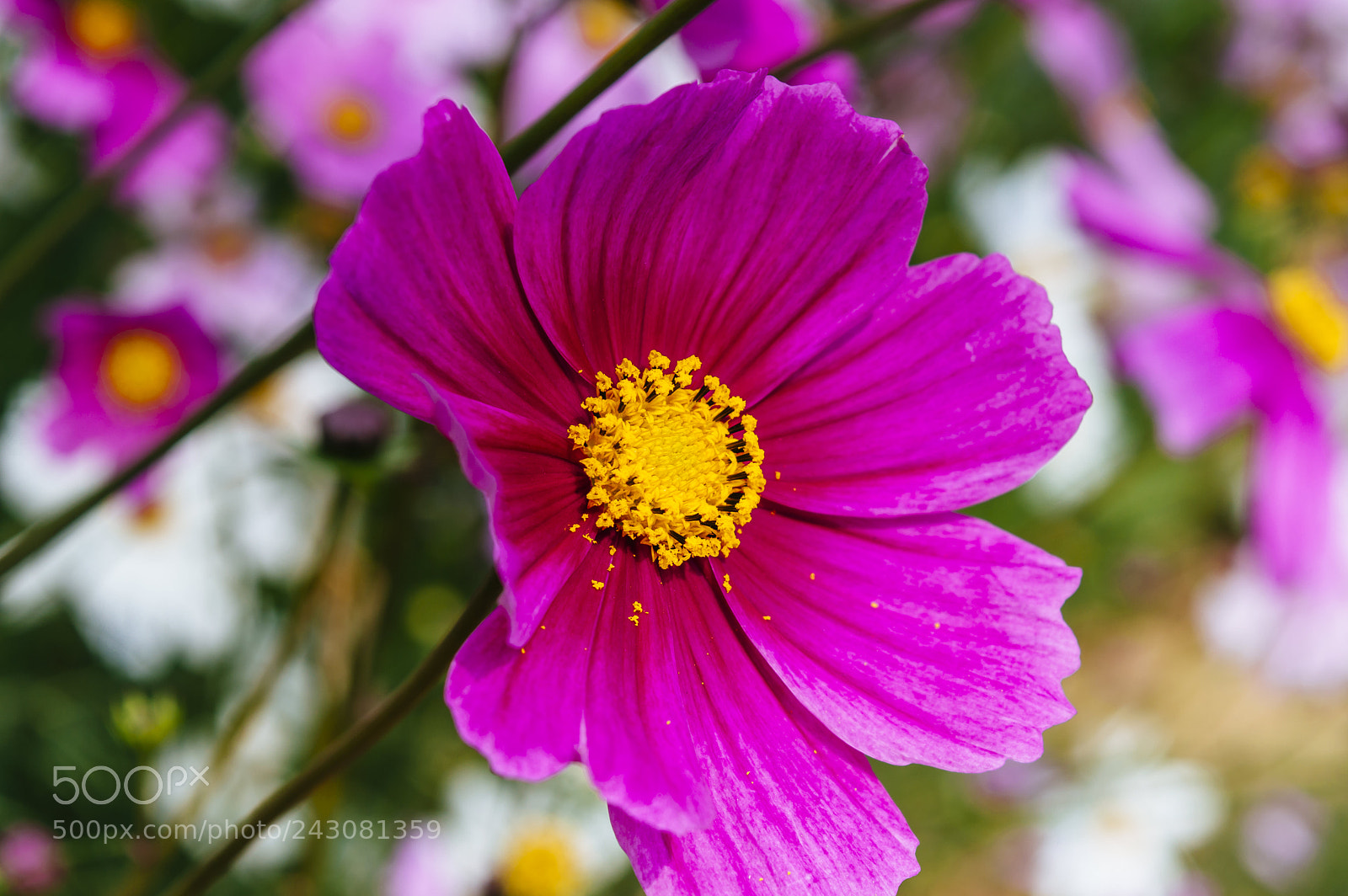 Nikon D3200 sample photo. In full bloom photography