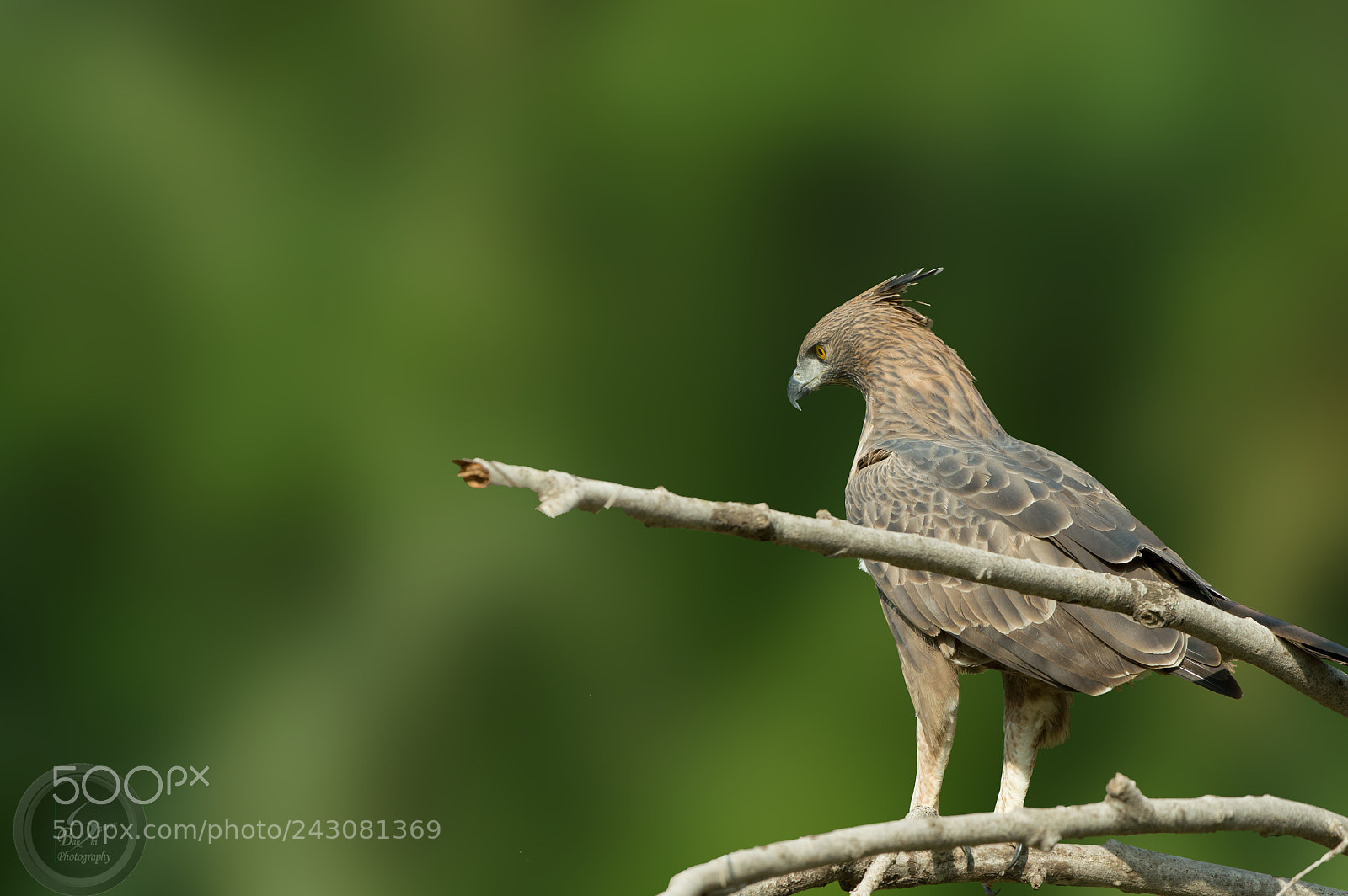 Nikon D3200 sample photo. Crested hawk eagle photography