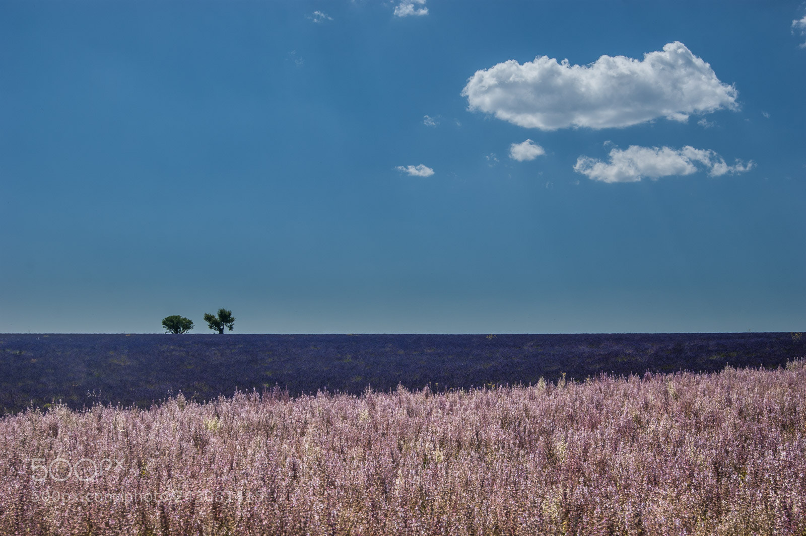Sony Alpha DSLR-A350 sample photo. 38285655451.jpg photography