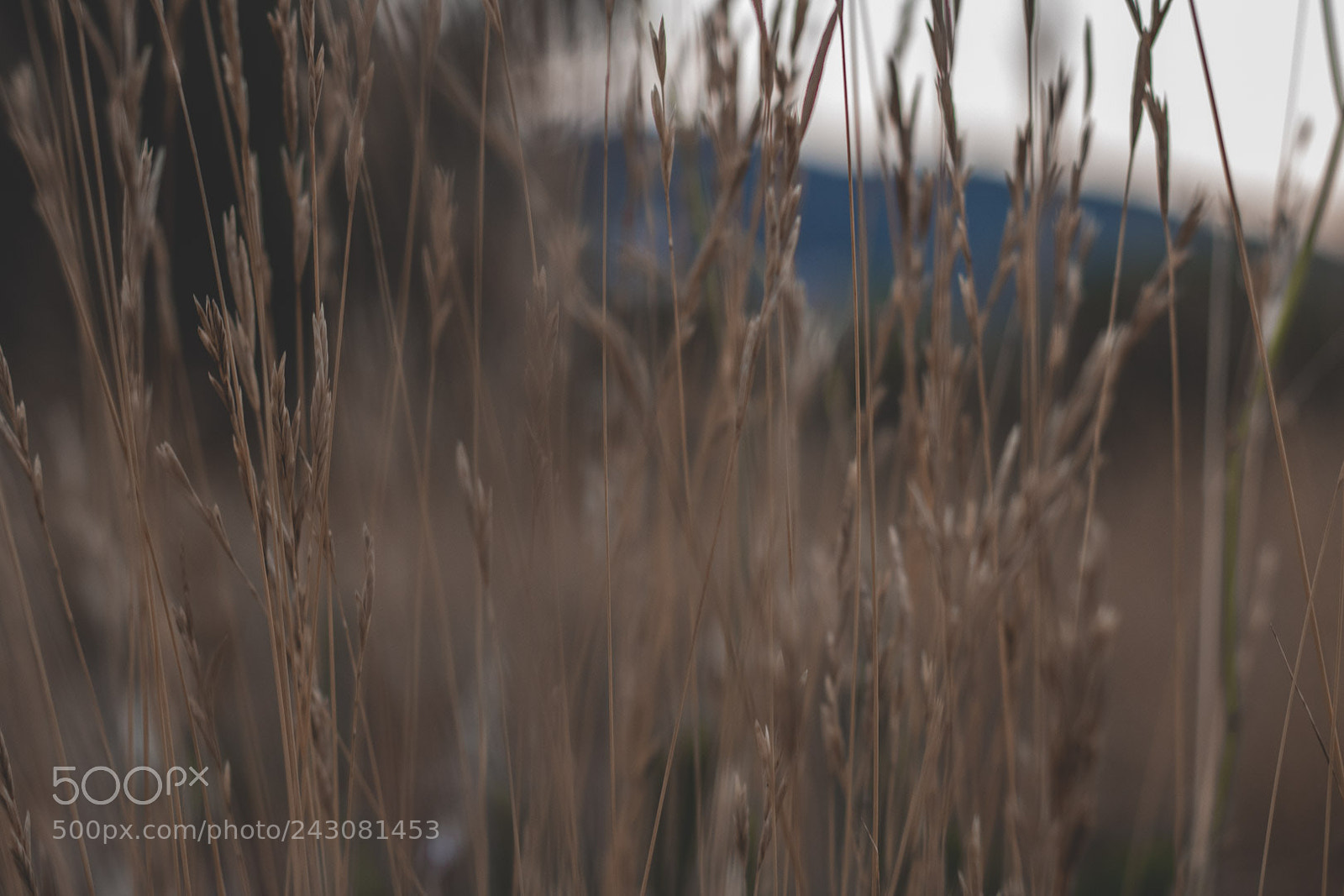Canon EOS 750D (EOS Rebel T6i / EOS Kiss X8i) sample photo. 001 photography