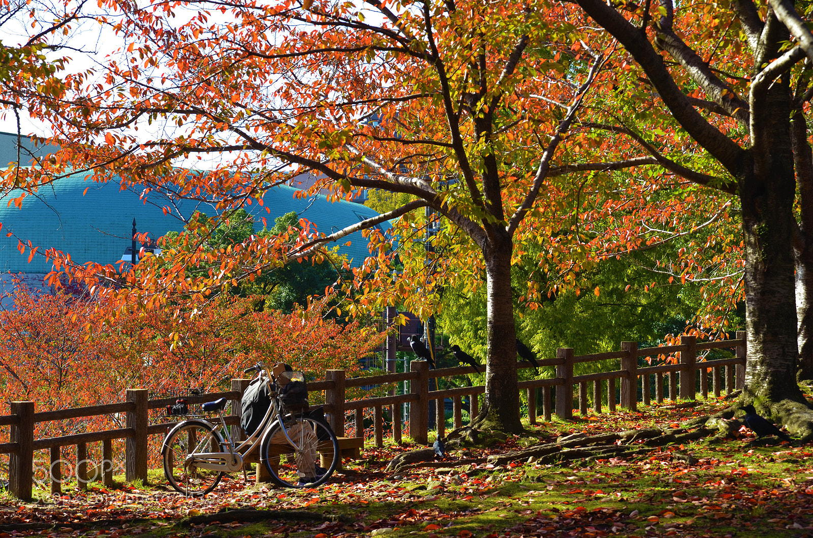 Nikon D5100 sample photo. A bike and trees photography