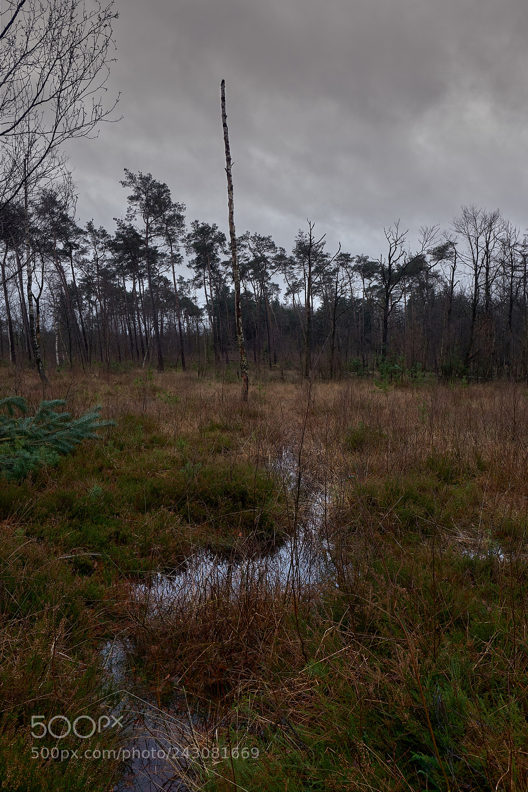 Fujifilm X-Pro2 sample photo. Swamp photography