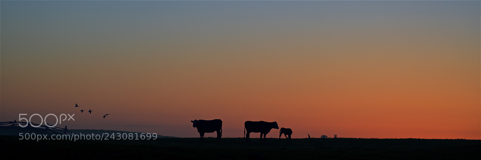 Nikon D600 sample photo. Early morning stroll photography