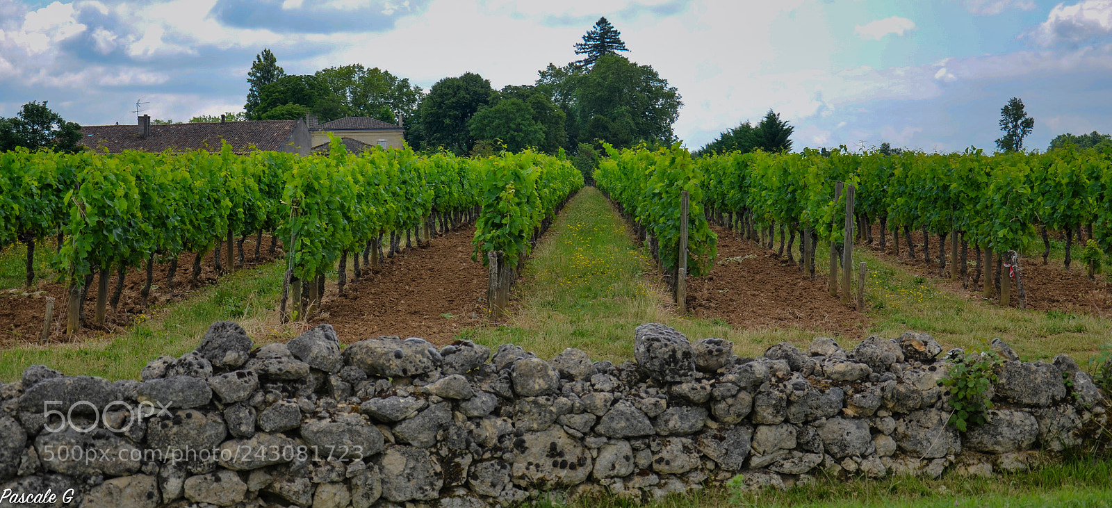Nikon D5100 sample photo. Puisseguin : vines ; vignes photography