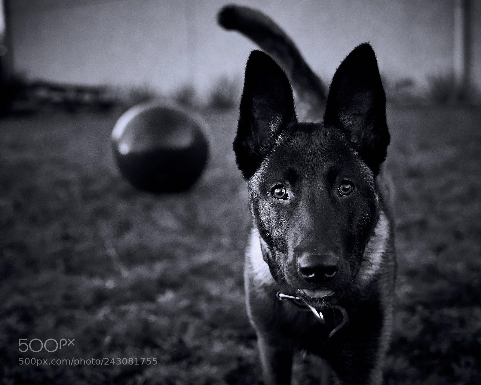 Fujifilm X-T2 sample photo. Lilo and her ball photography