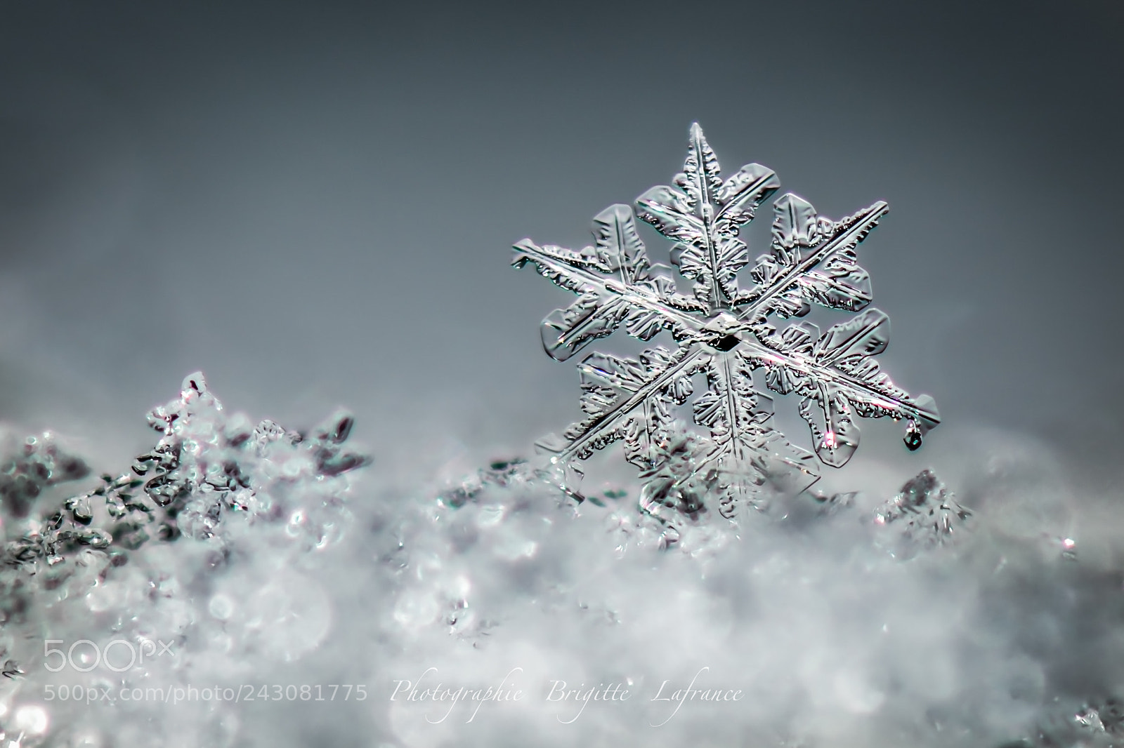 Nikon D850 sample photo. Snowflake photography