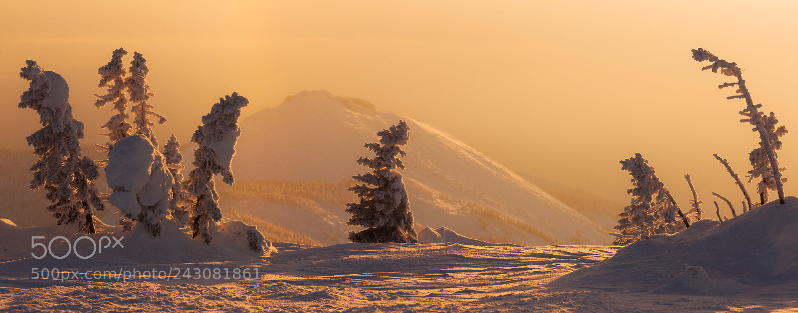 Canon EOS 5D sample photo. In gold photography