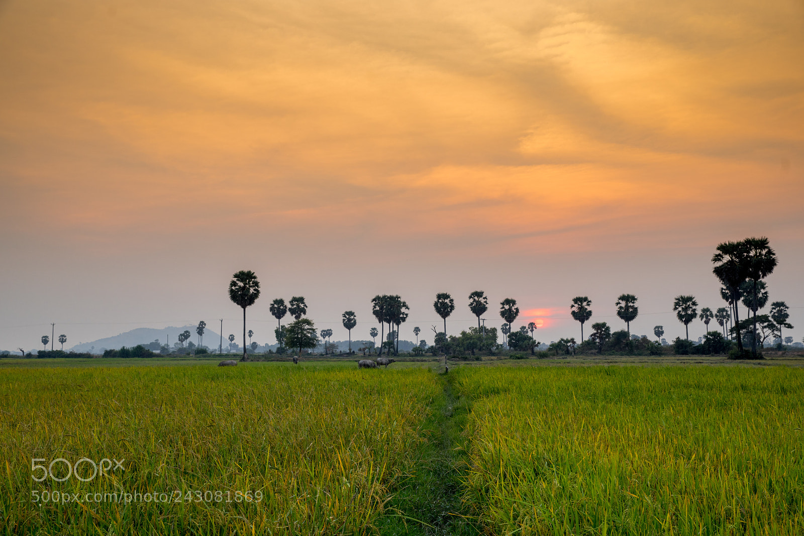 Sony a7 II sample photo. Rice field sunset photography