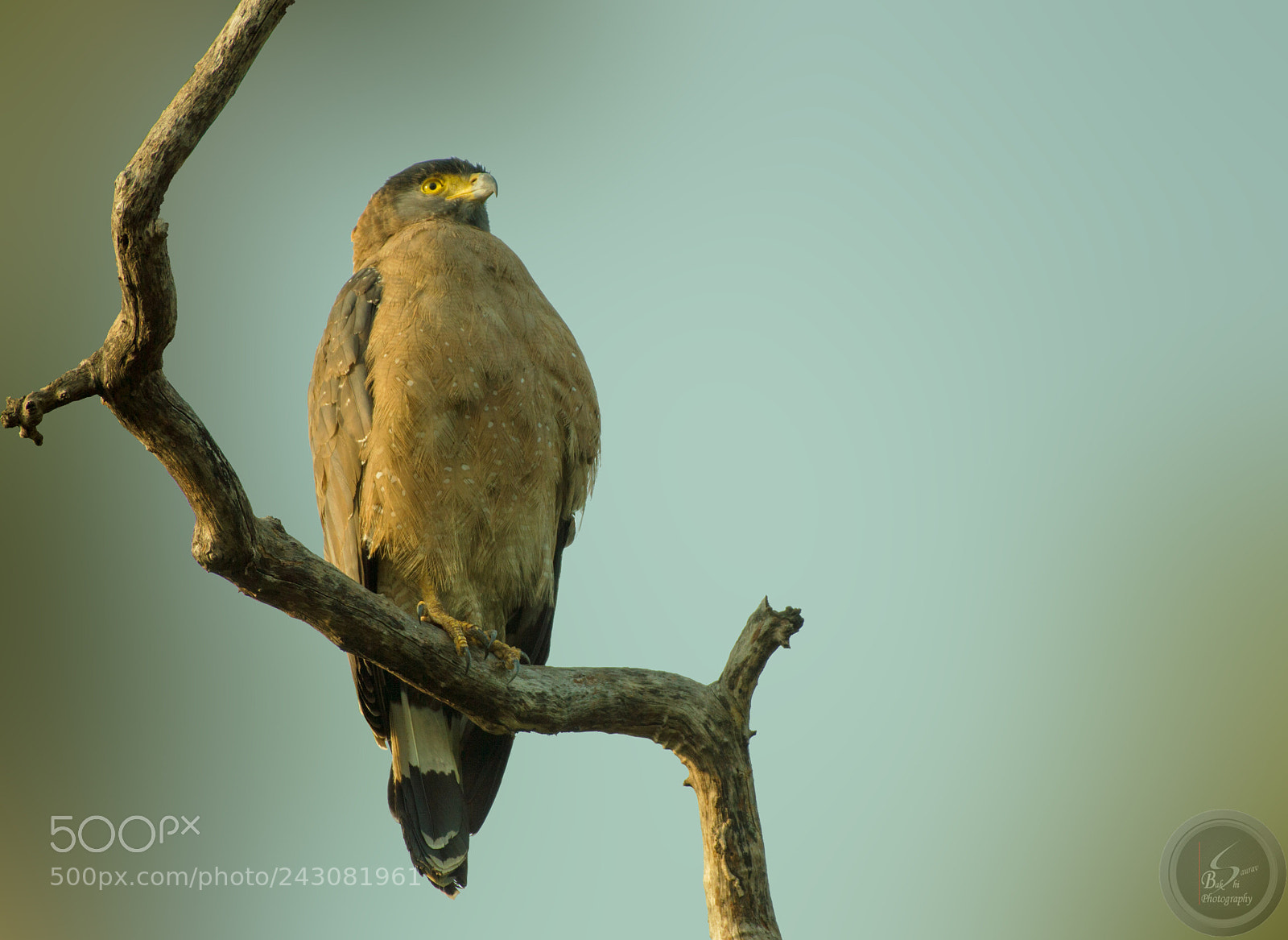 Nikon D3200 sample photo. Spotted eagle photography