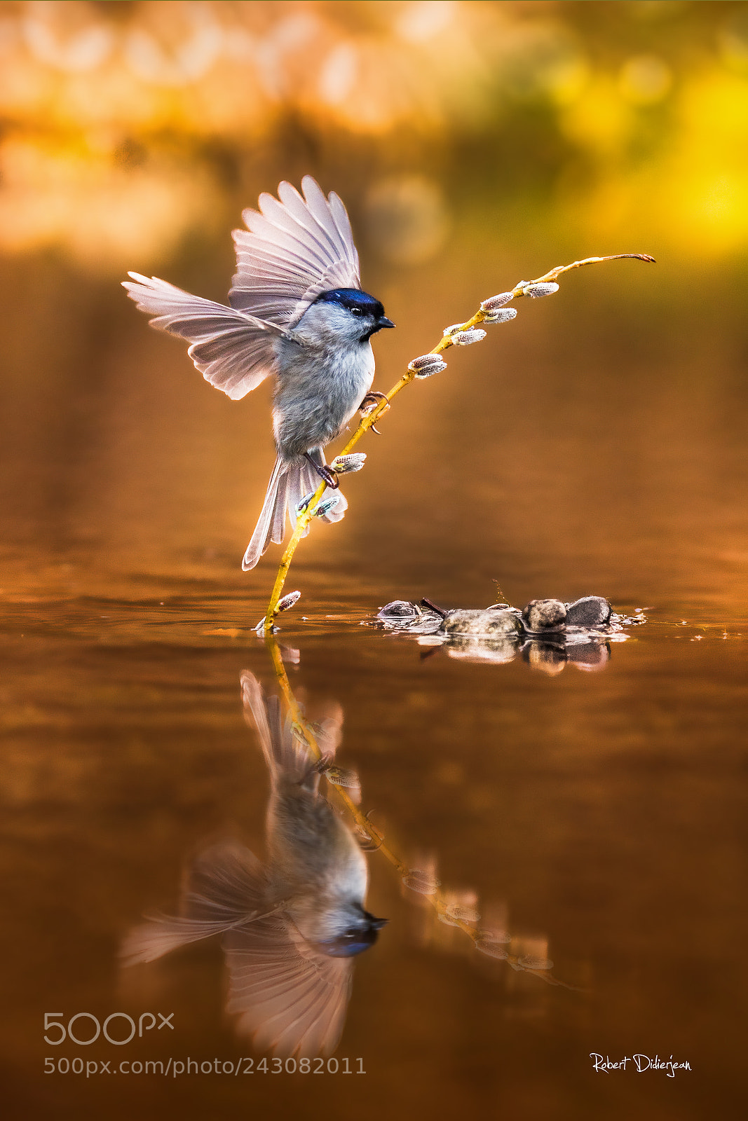 Nikon D810 sample photo. Marsh tit photography