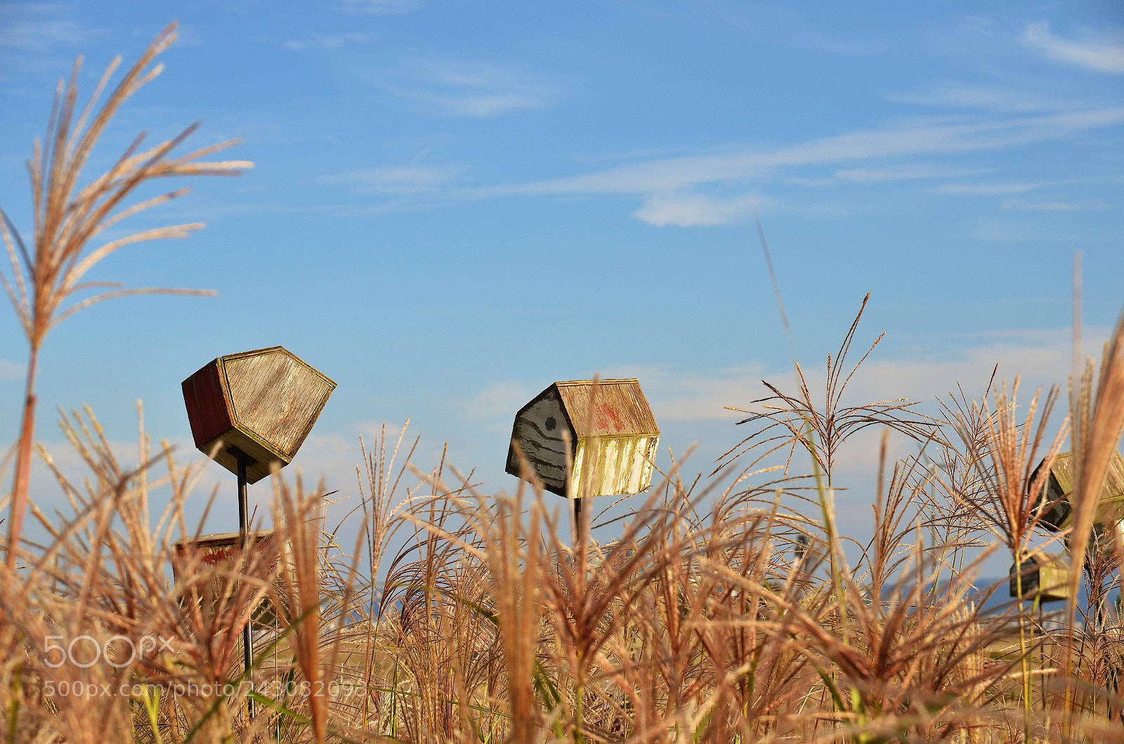 Nikon D5100 sample photo. Birdhouse photography