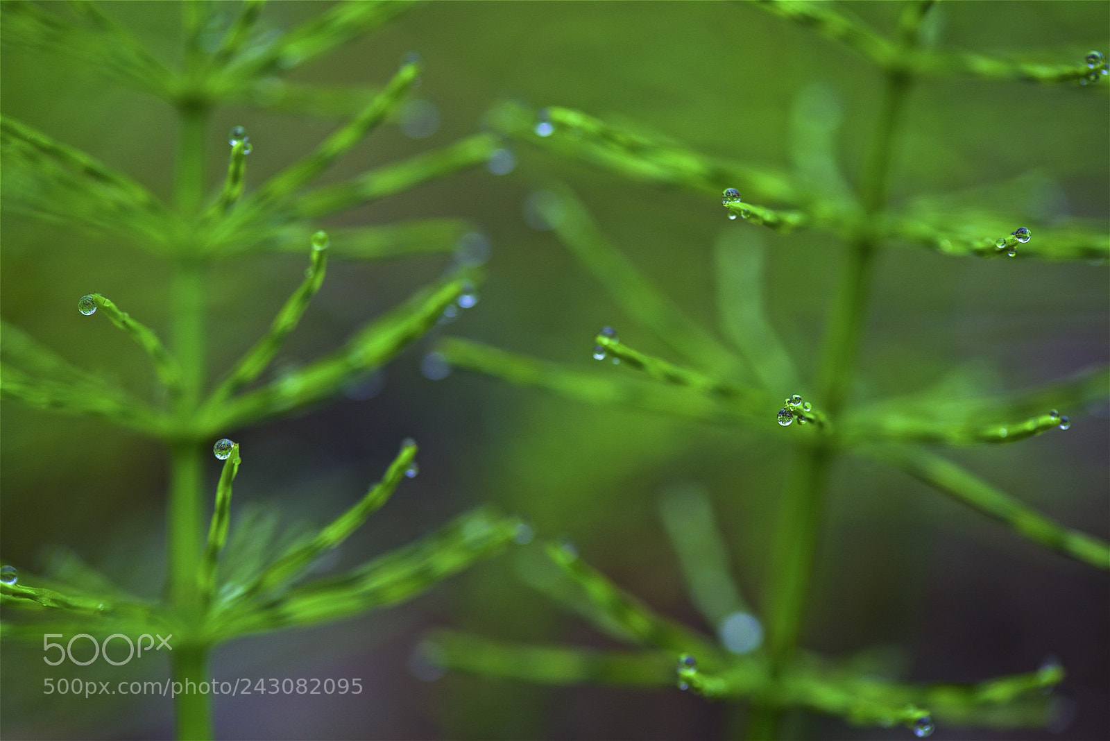 Nikon D600 sample photo. Morning dew photography