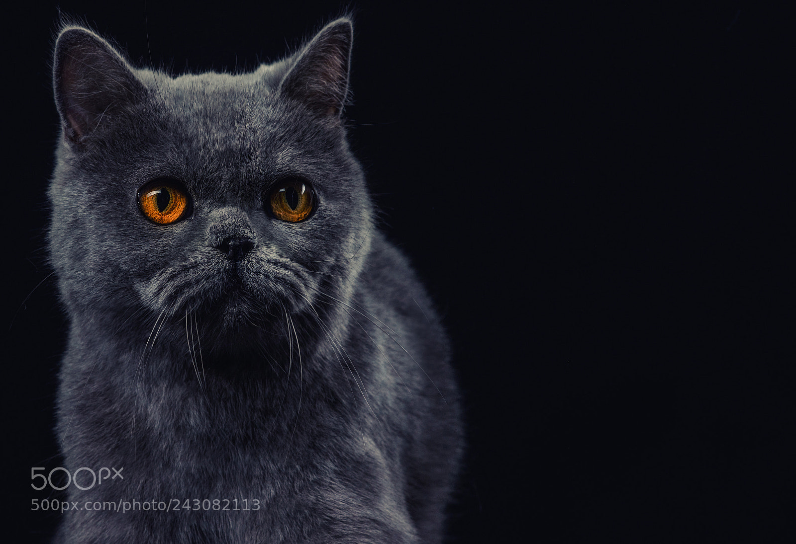 Nikon D800 sample photo. British cat studio photography photography