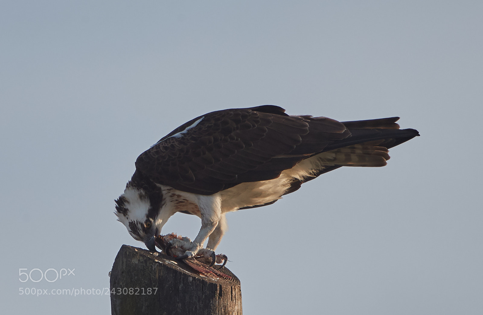 Canon EOS-1D X Mark II sample photo. 01-19-18-9999_248.jpg photography