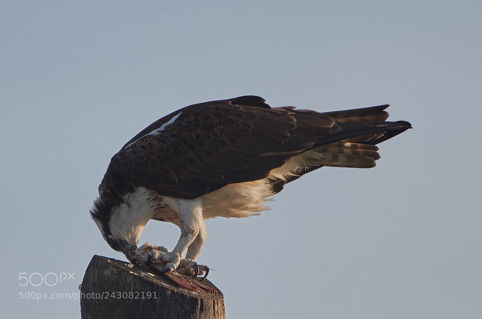 Canon EOS-1D X Mark II sample photo. 01-19-18-9999_247.jpg photography