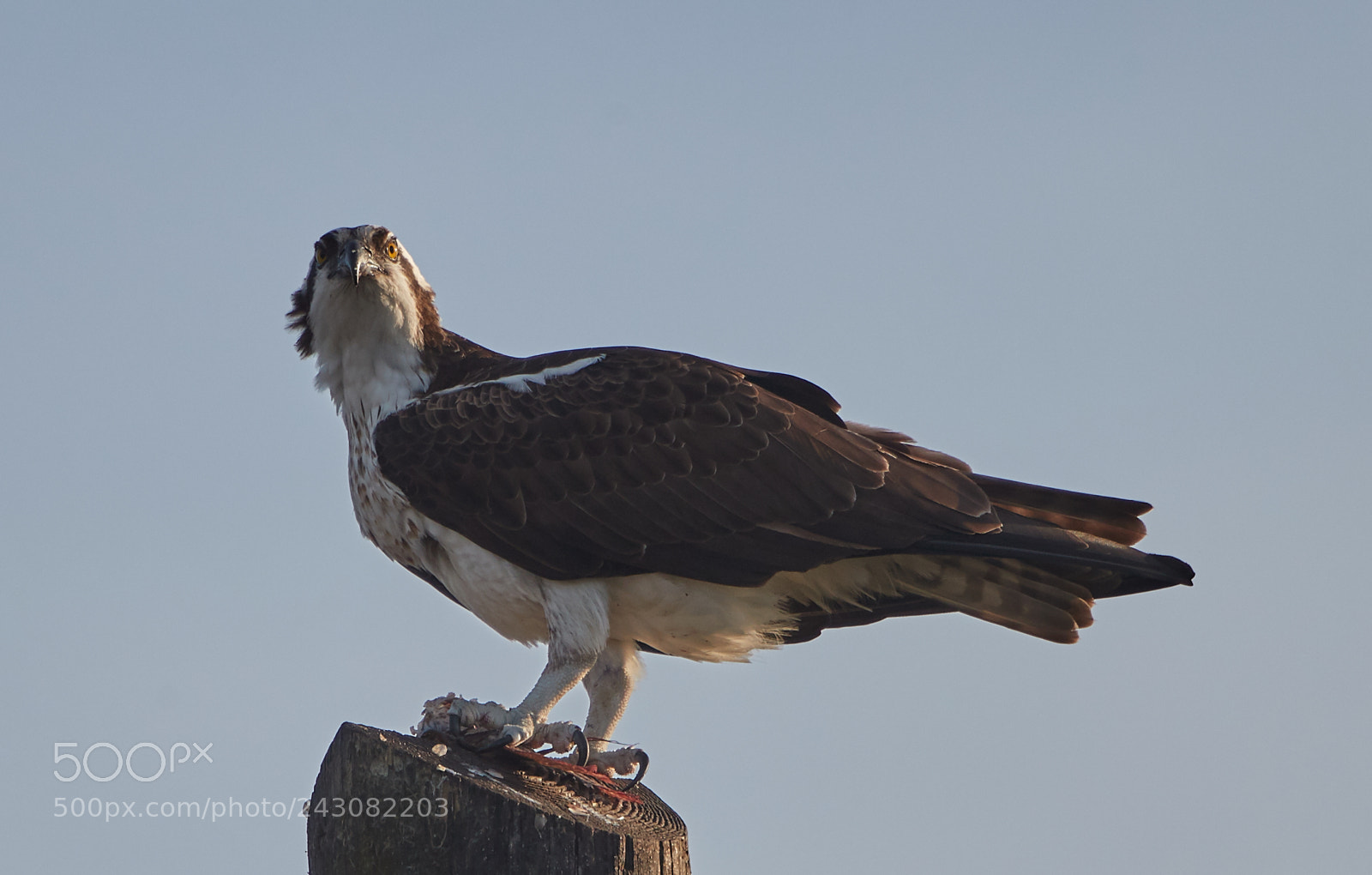 Canon EOS-1D X Mark II sample photo. 01-19-18-9999_245.jpg photography