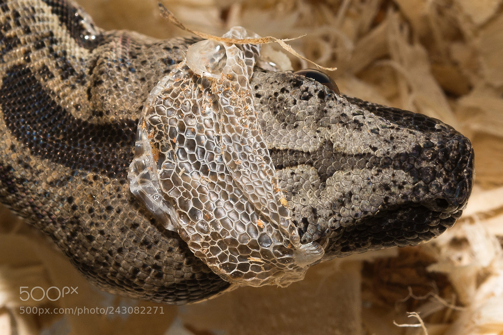 Nikon D7100 sample photo. Shedding photography