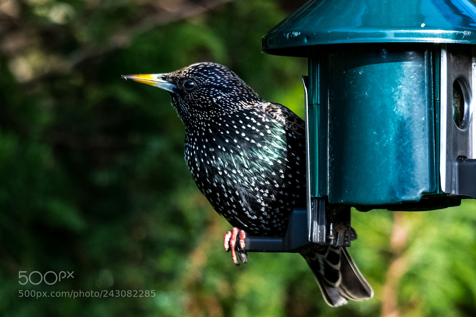 Nikon D850 sample photo. Starling raider photography