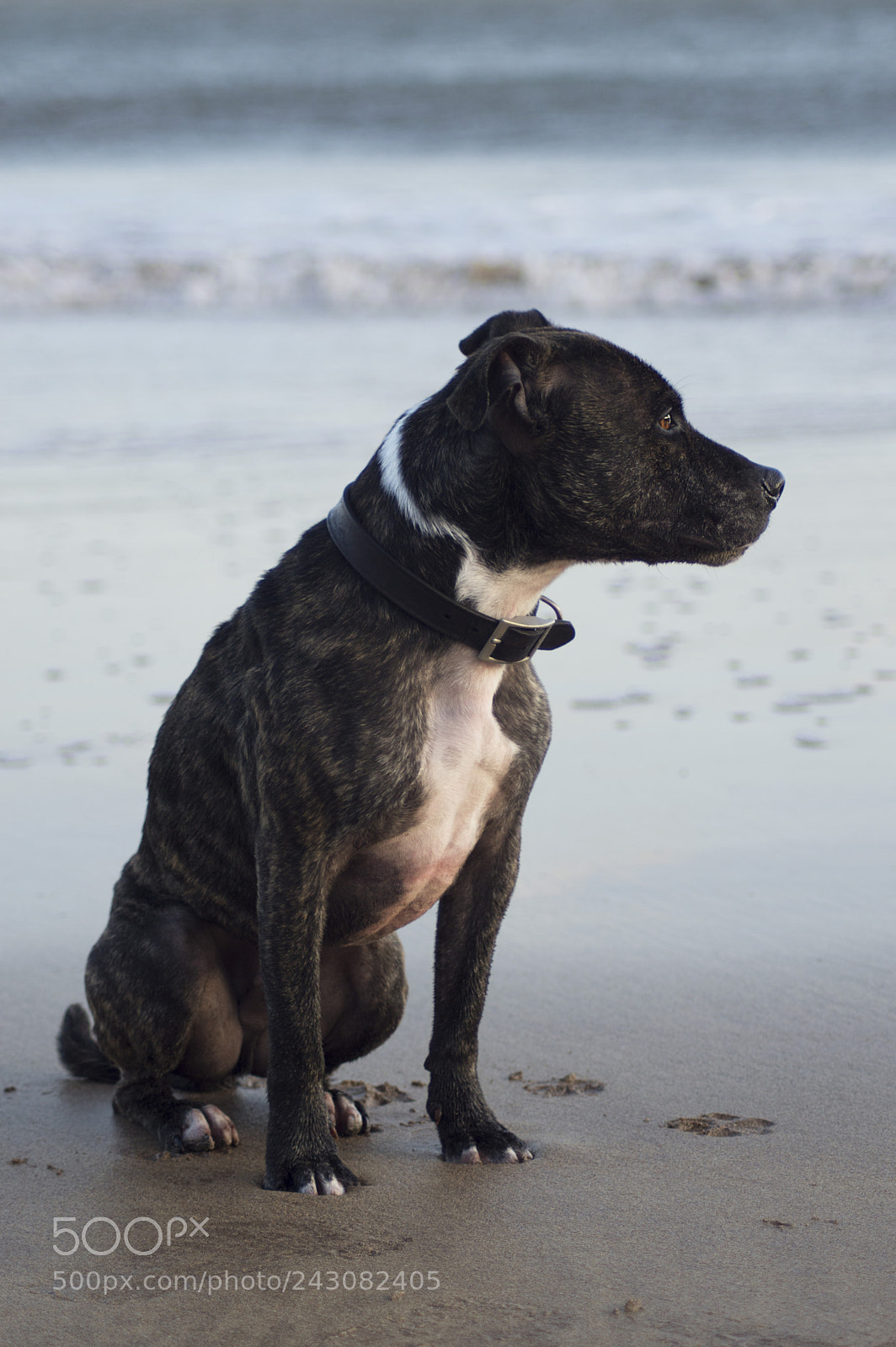 Nikon D3200 sample photo. Portrait of a dog photography