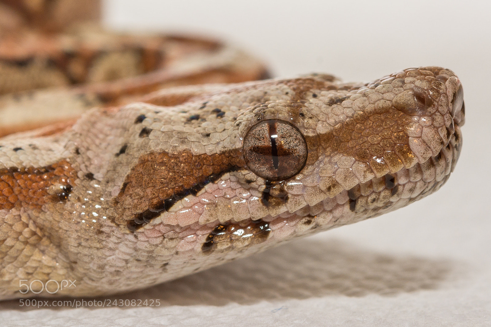 Nikon D7100 sample photo. Face photography