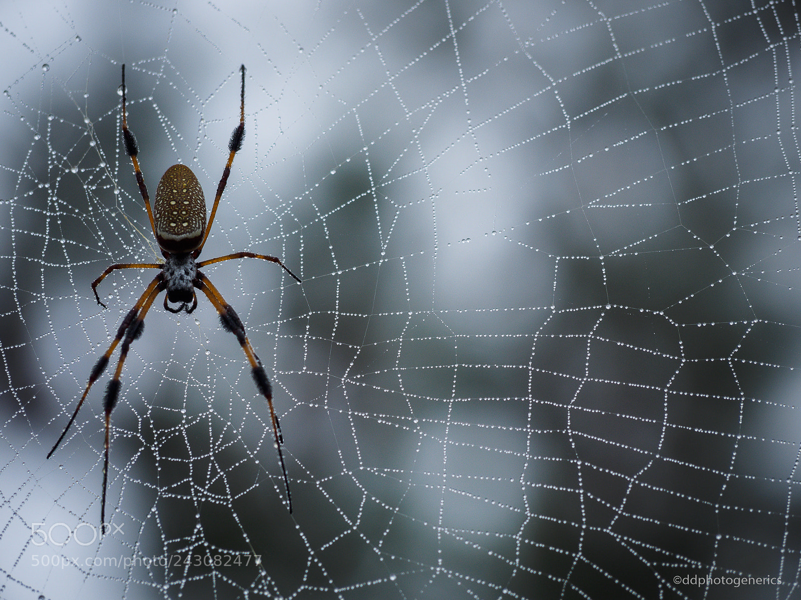 Olympus OM-D E-M1 sample photo. Banana spider photography