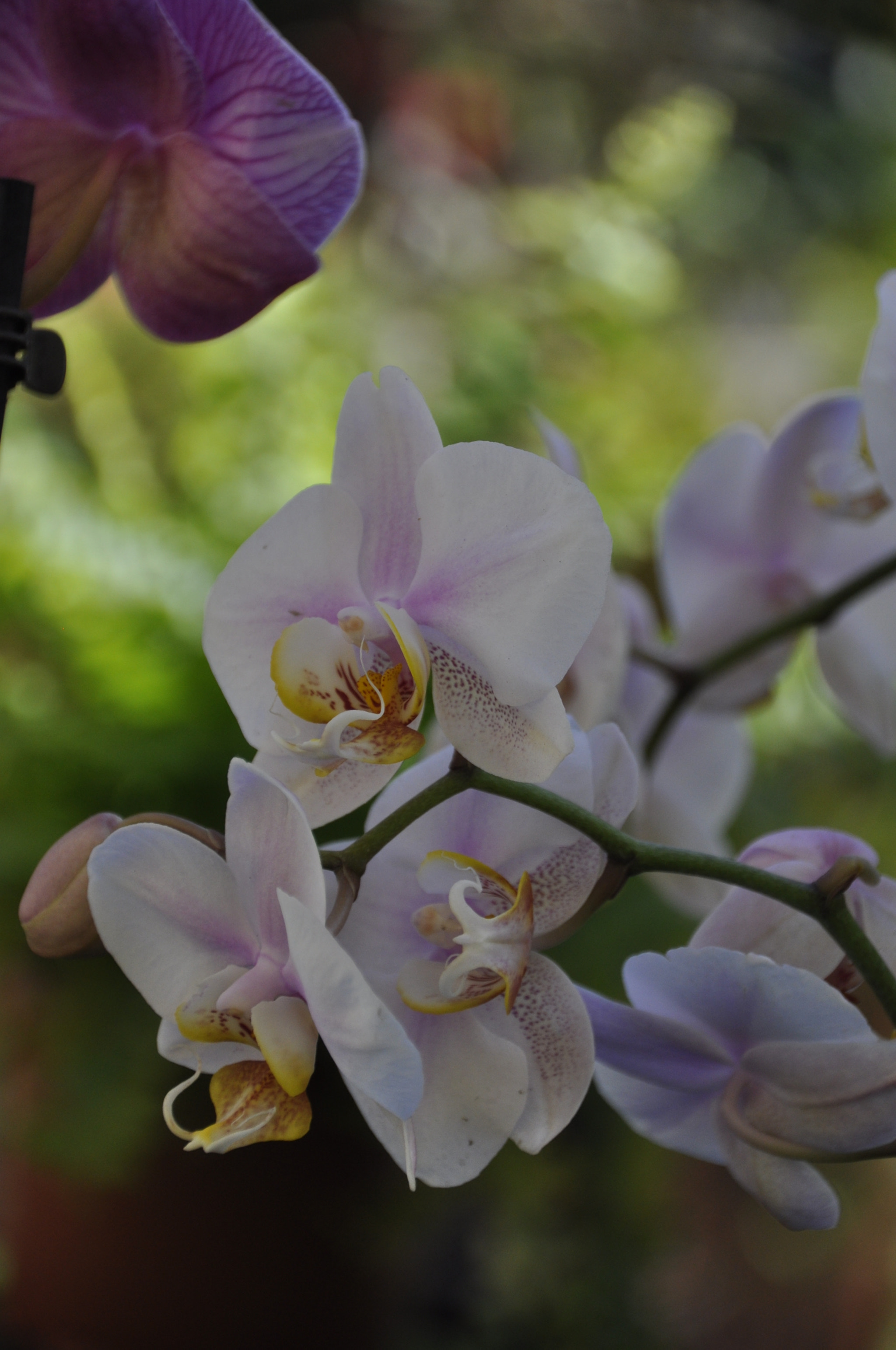Sigma 18-250mm F3.5-6.3 DC Macro OS HSM sample photo