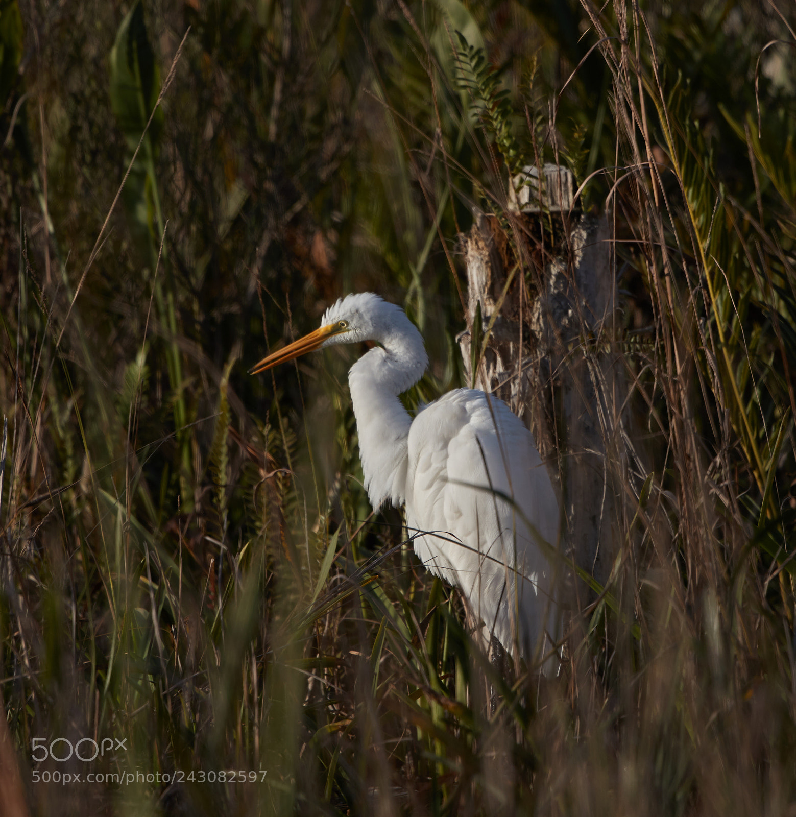 Canon EOS-1D X Mark II sample photo. 01-19-18-9999_207.jpg photography