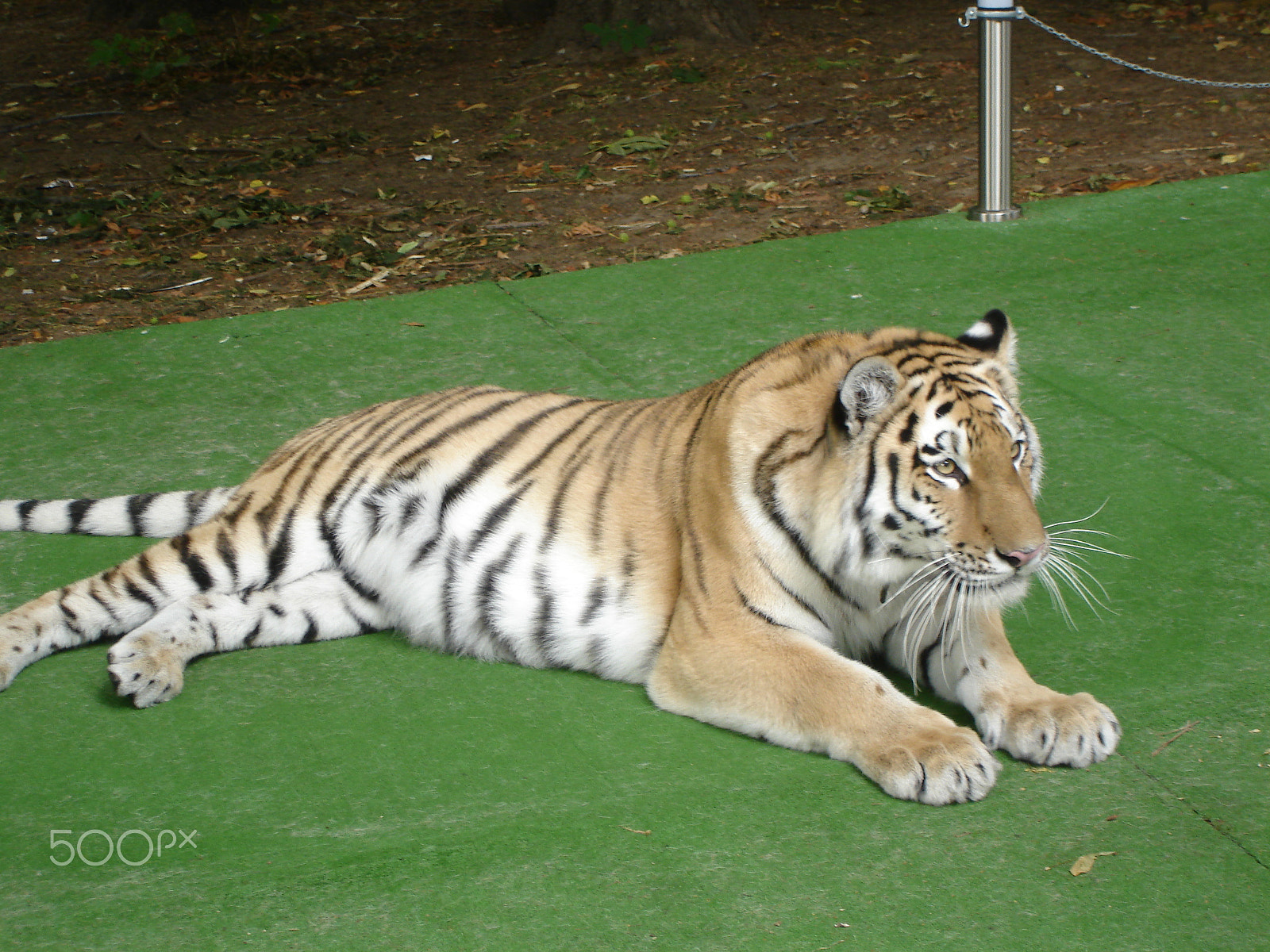 Sony DSC-W7 sample photo. Tiger lying on the green carpet photography