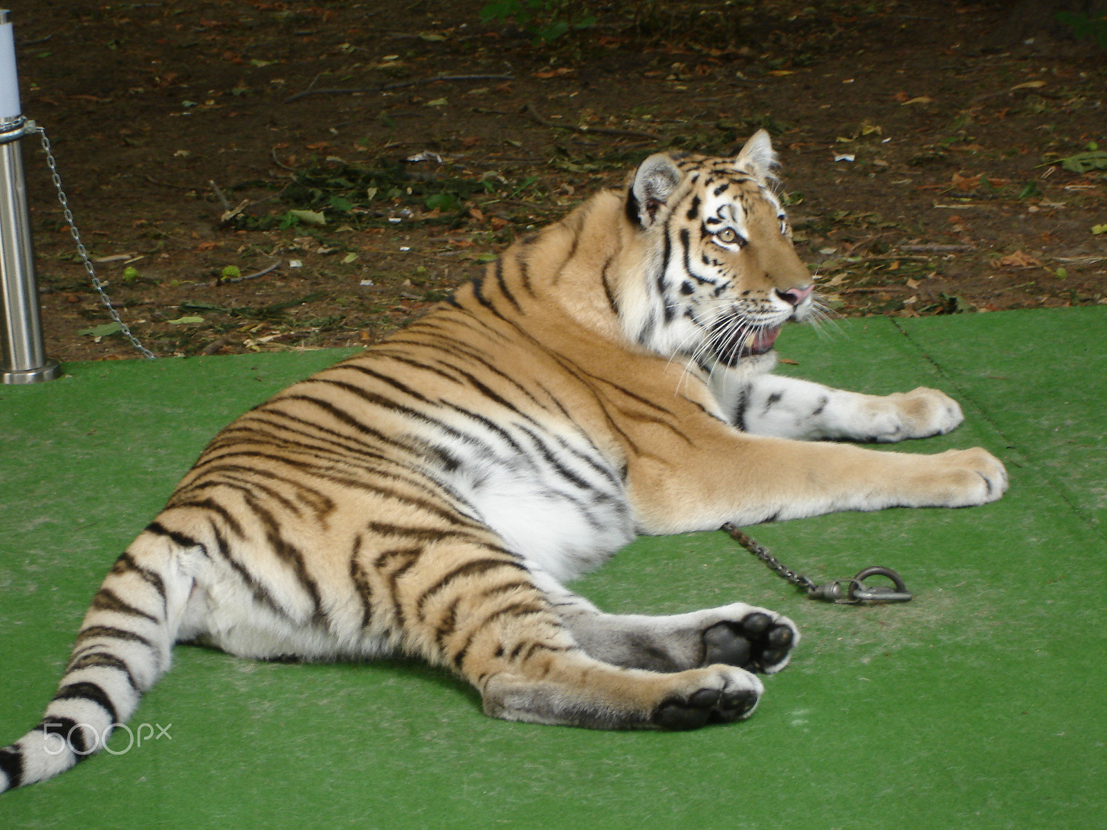 Sony DSC-W7 sample photo. Tiger lying on the green carpet photography