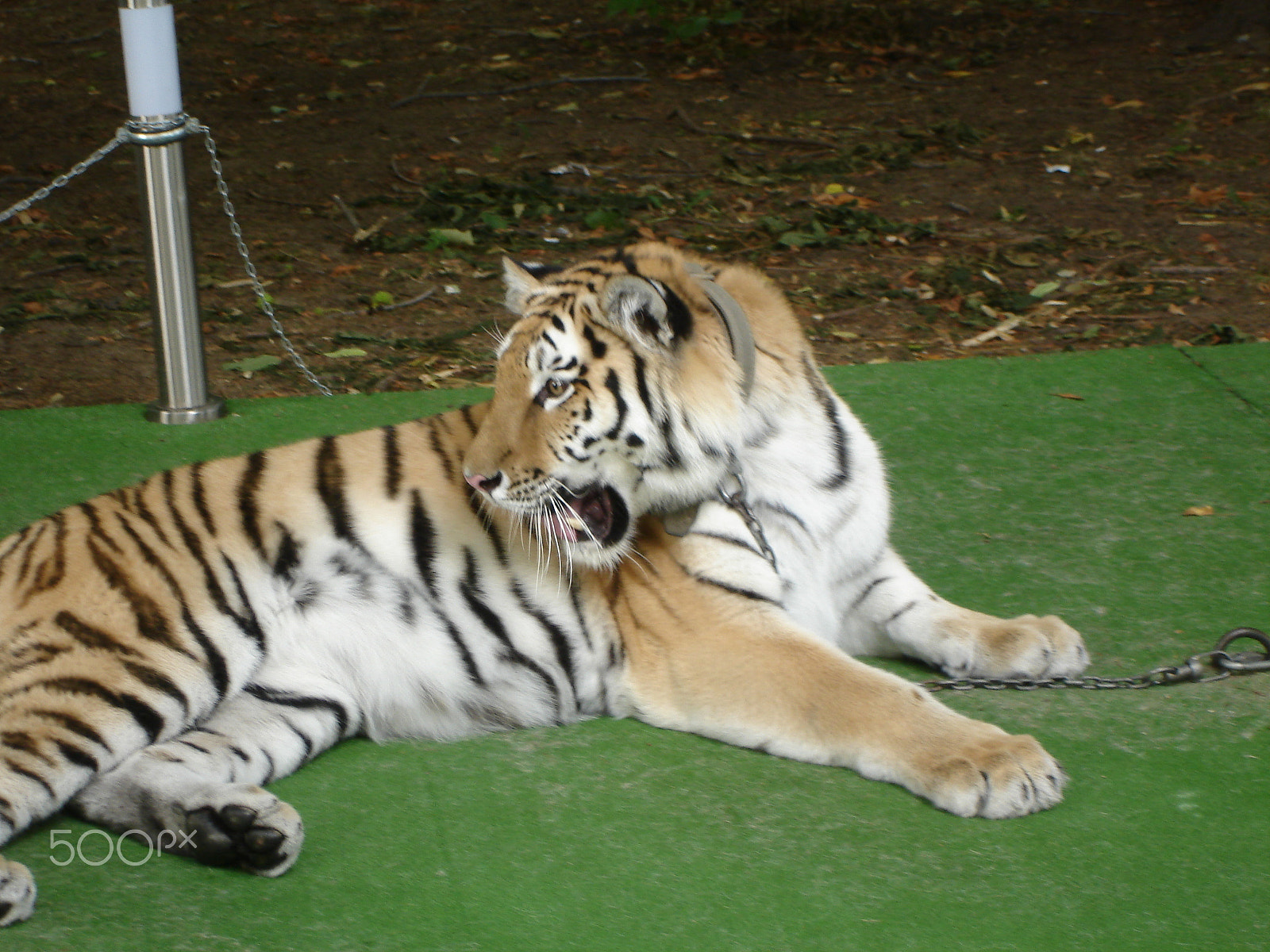 Sony DSC-W7 sample photo. Tiger lying on the green carpet photography