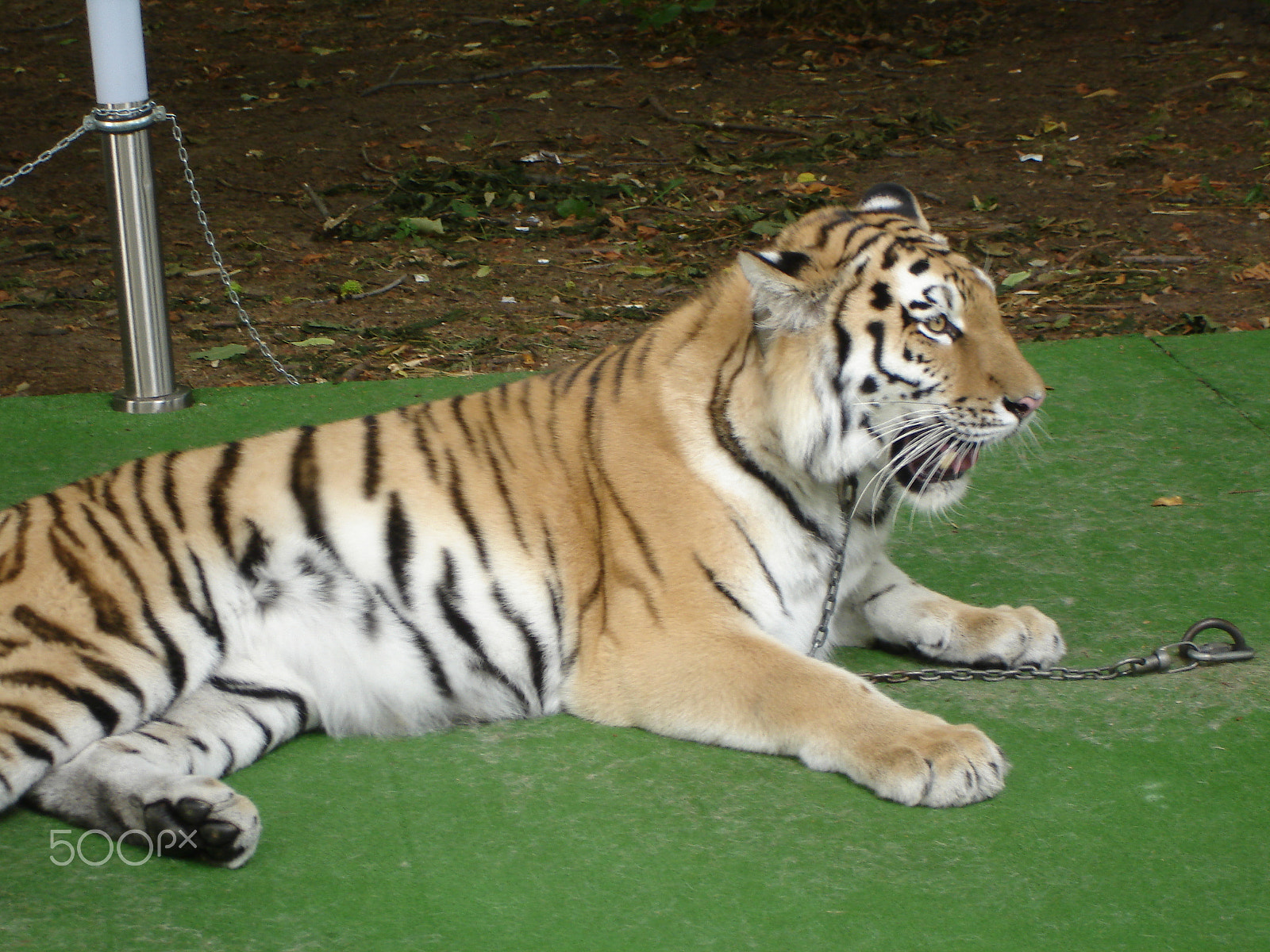 Sony DSC-W7 sample photo. Tiger lying on the green carpet photography