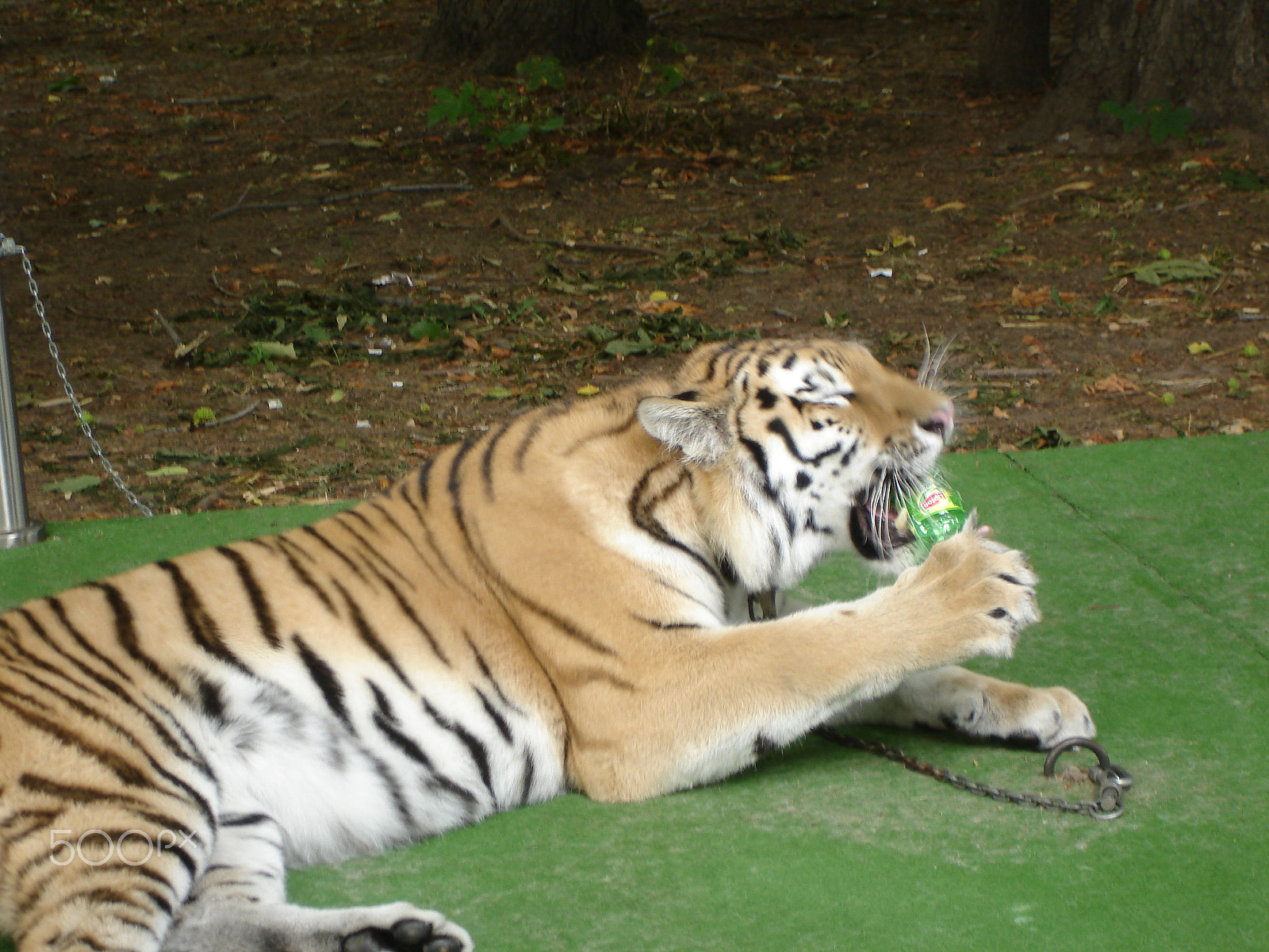 Sony DSC-W7 sample photo. Tiger lying on the green carpet photography